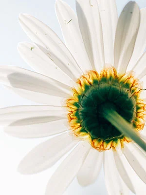 pressed-flower-activity