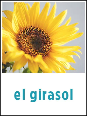 Sample Flashcard for “sunflower” in Spanish