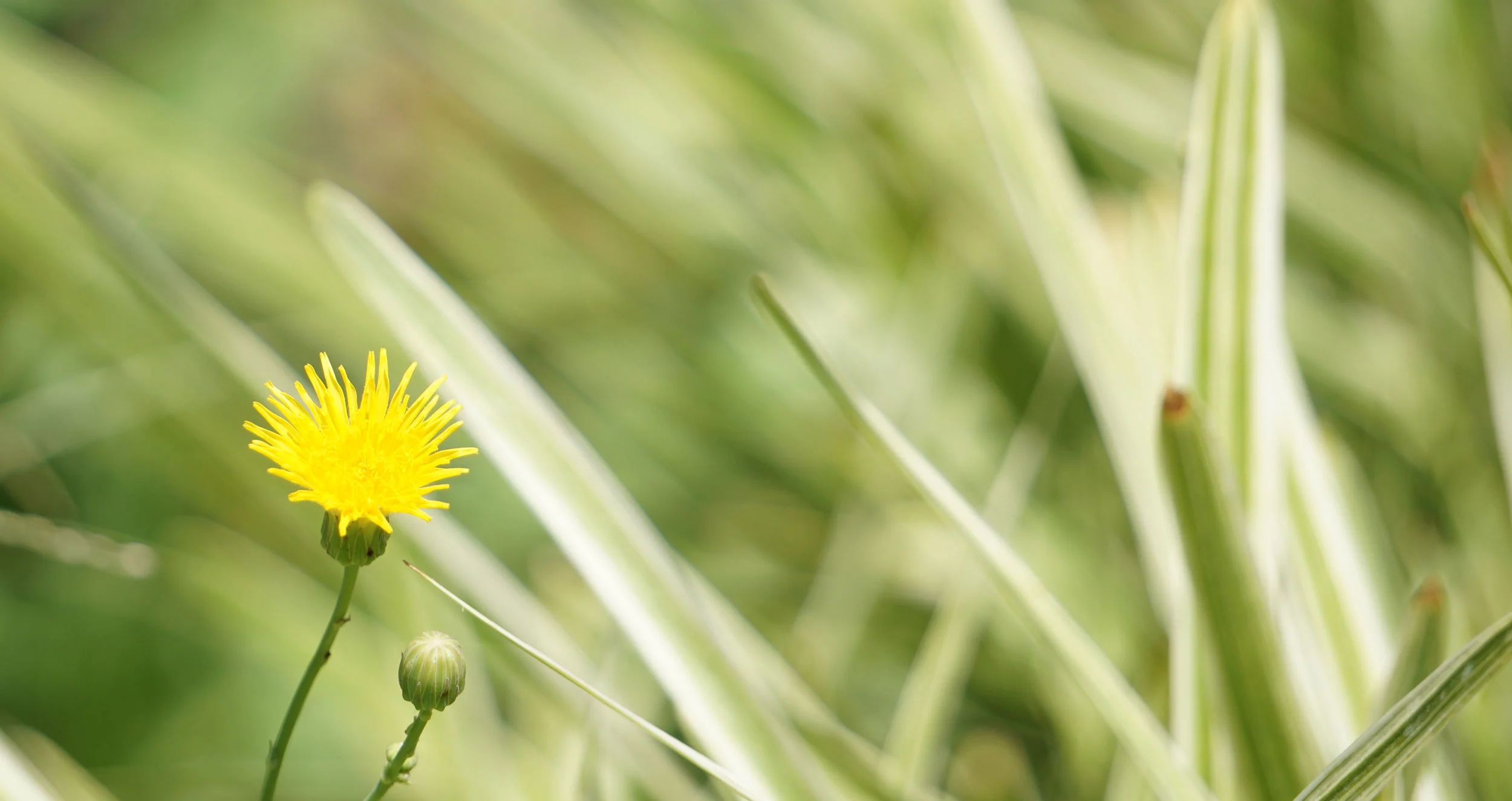 Alvarado, Marissa- Dandelion.jpg