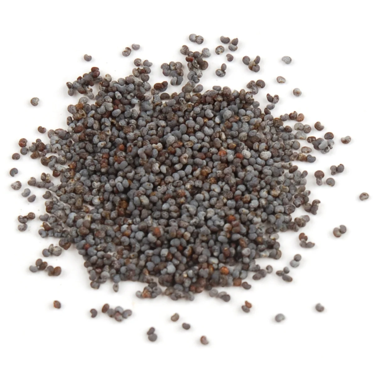 orig_H51_Poppy_Seed.jpg