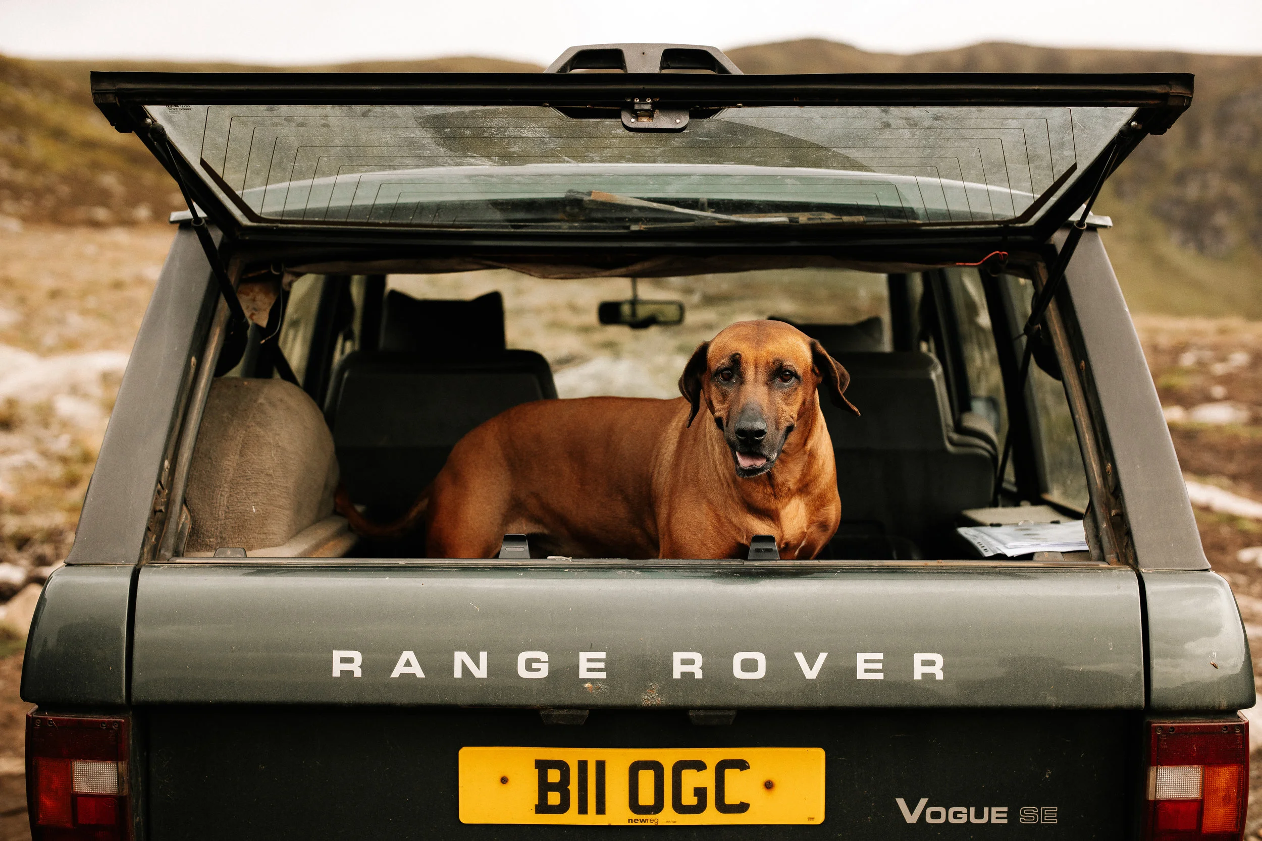 Inspirational Stories About App Design And Development Case Study: PuppTech, Inc.