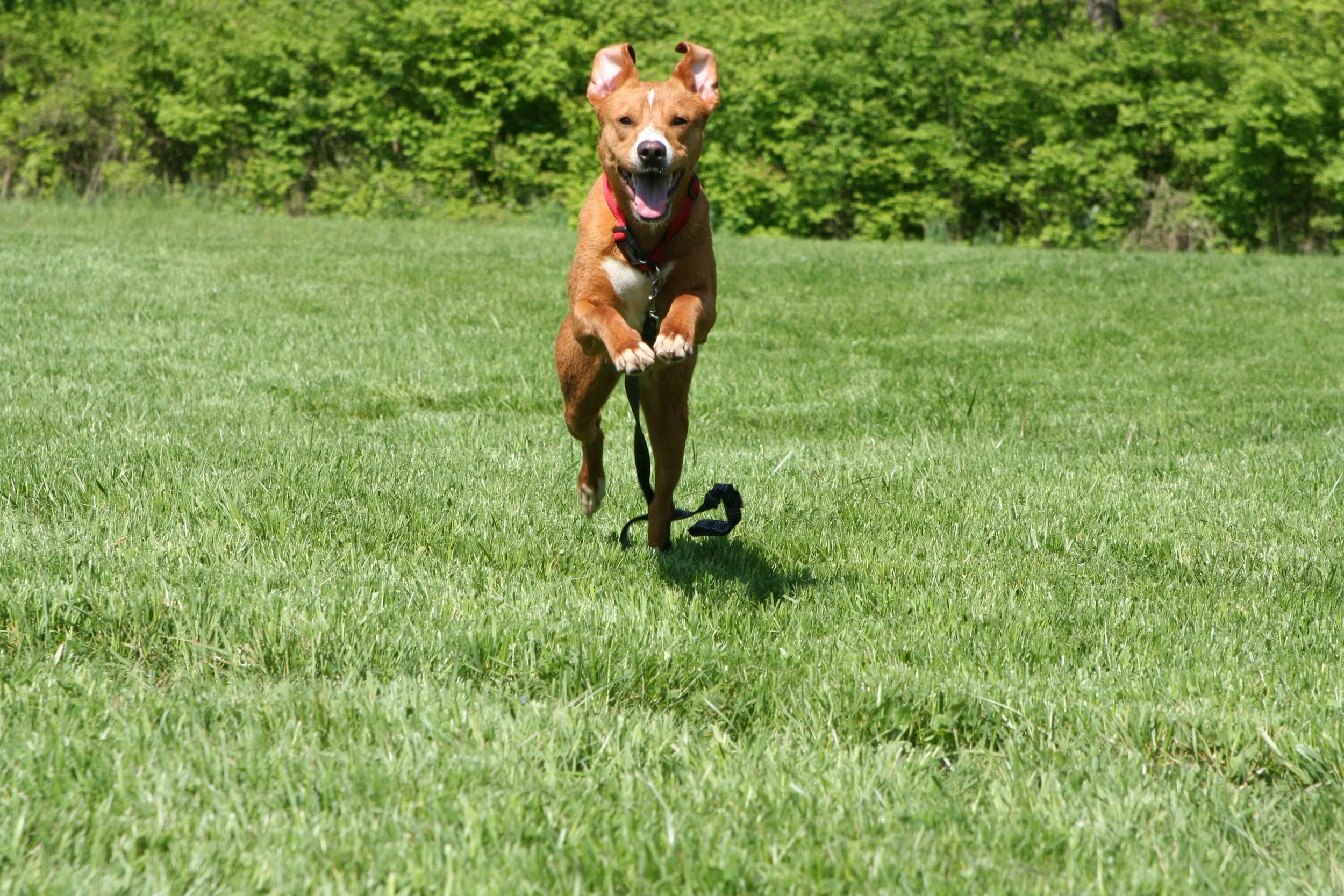 carrie-o-brien-dog on grass playing 38788-unsplash.jpg