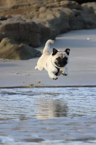 bruce-galpin-dog in air jumping in water473580-unsplash.jpg