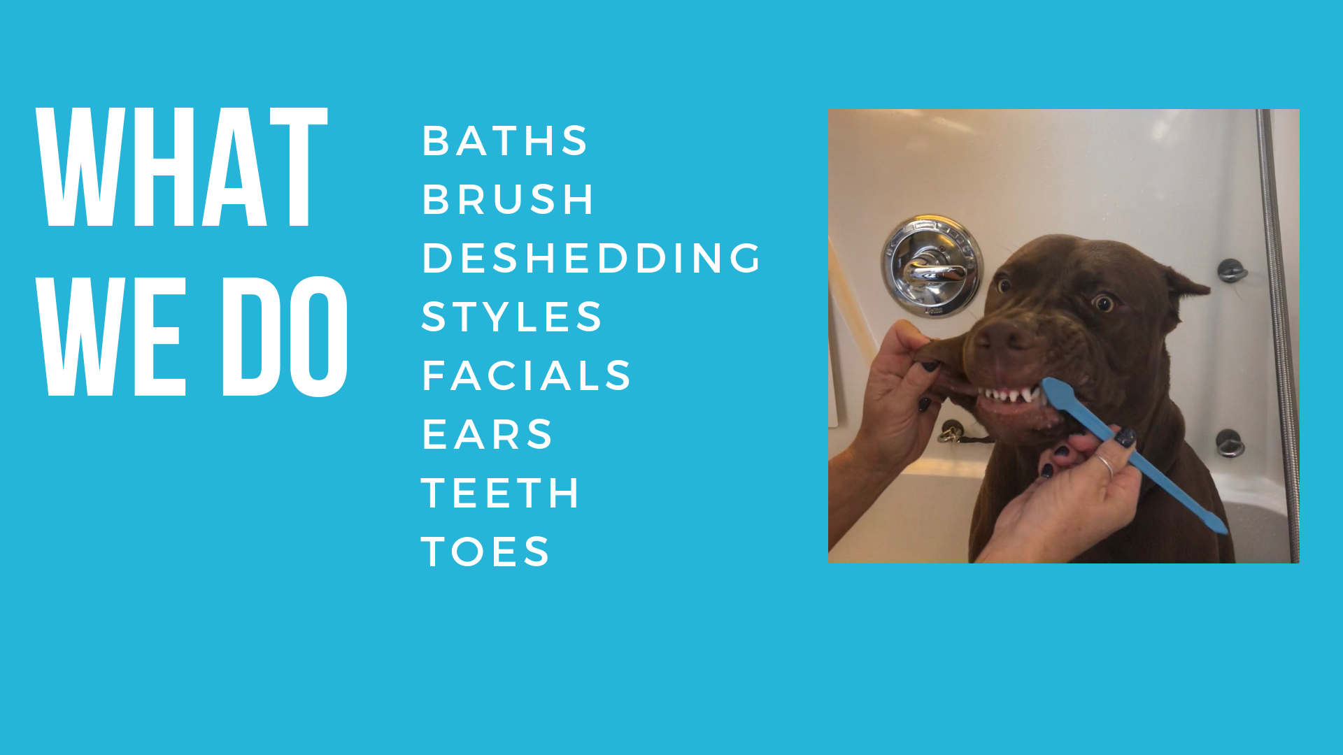 What we do calidog teeth brushing.png
