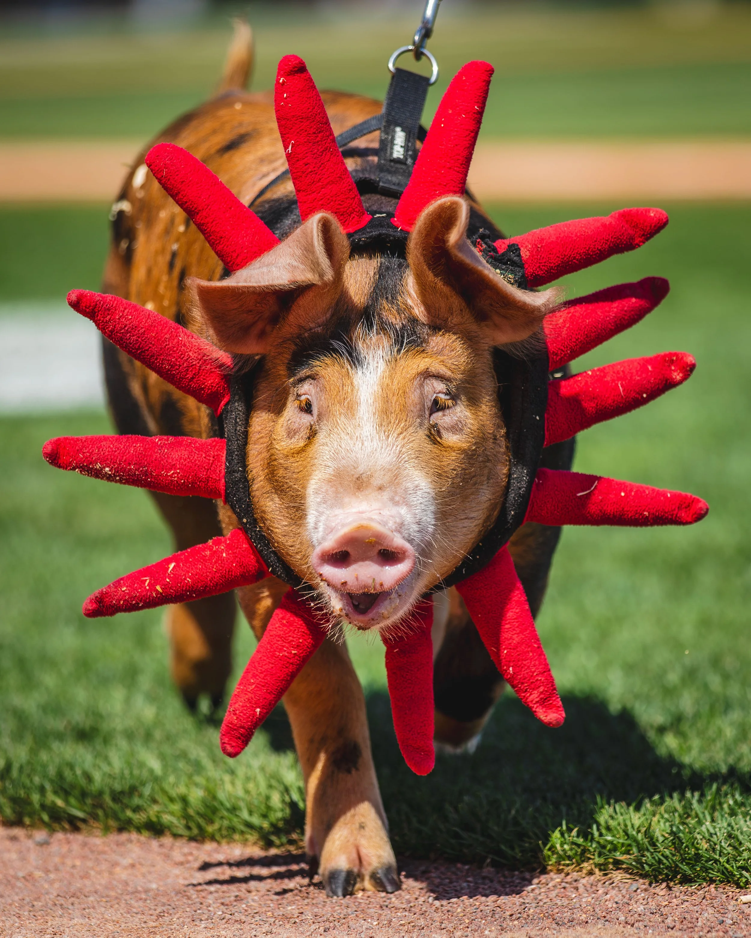 HaMelo-Ball_4X1A1358.jpg