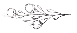 flower sketch this is love.png