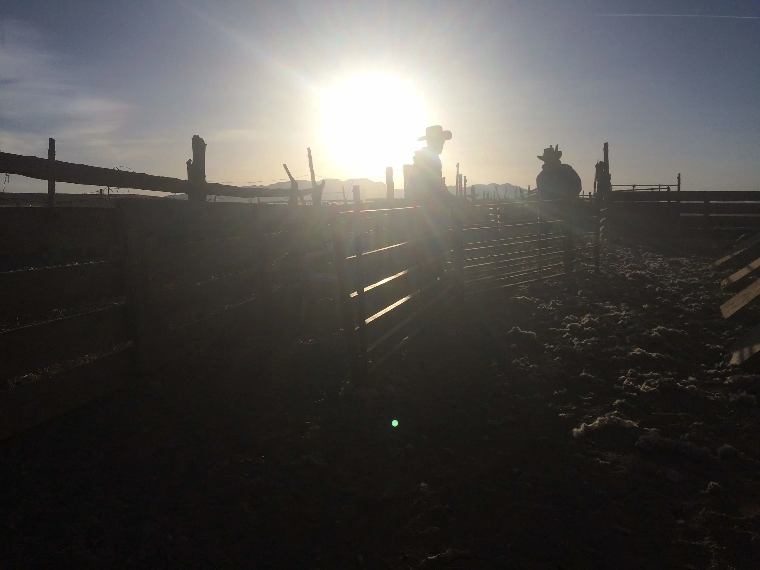 Sheep Shearing