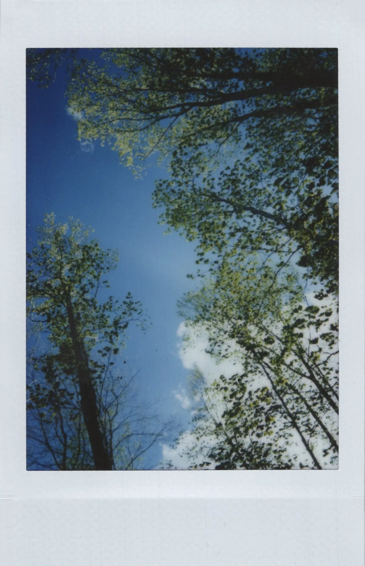 05.25.19 Leeks at the Farm.jpeg