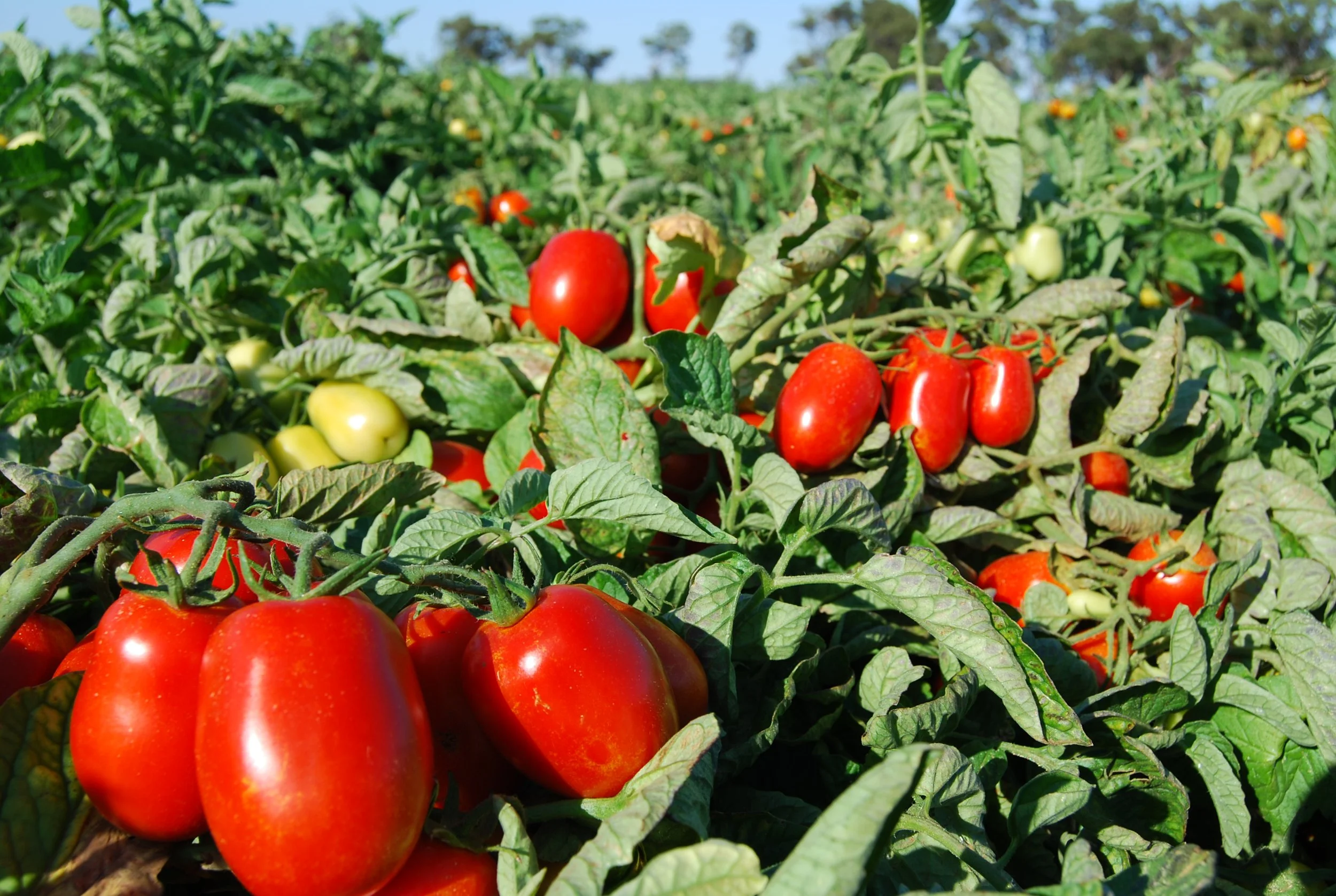 Going to the sauce of Domino’s tomatoes