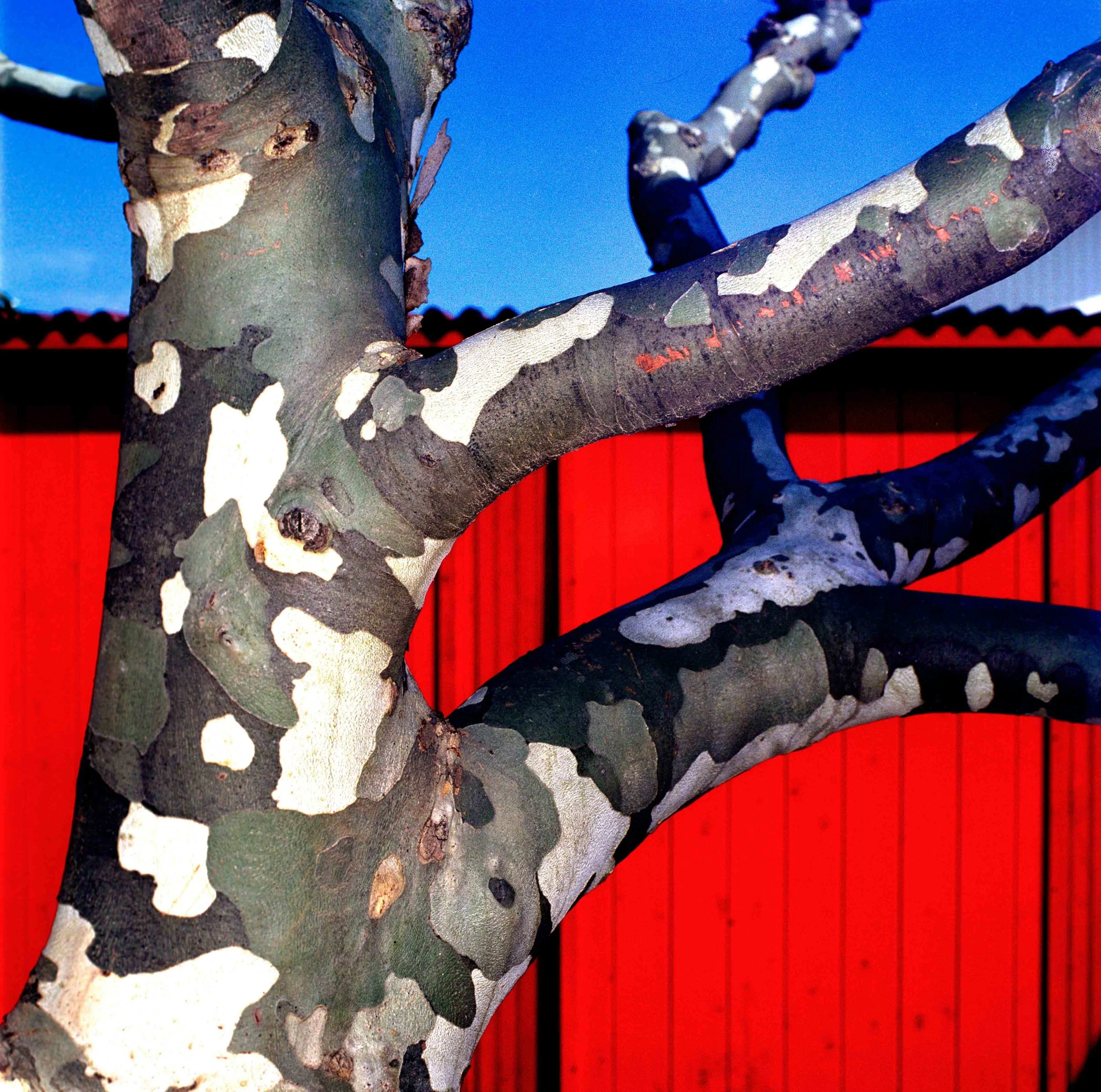 commando-treeeditNW.jpg