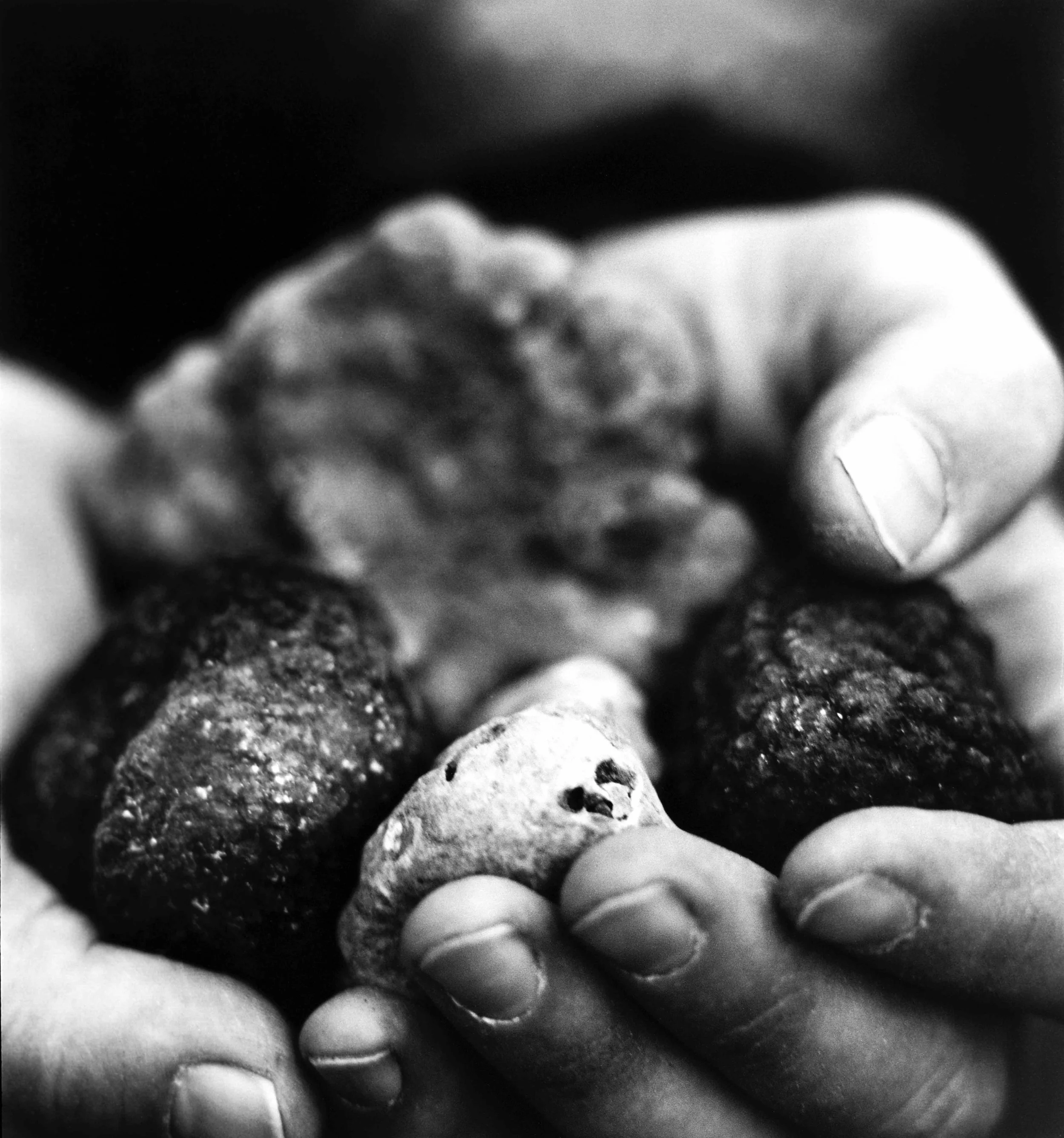 holding-black-and-white-trufflesNW.jpg