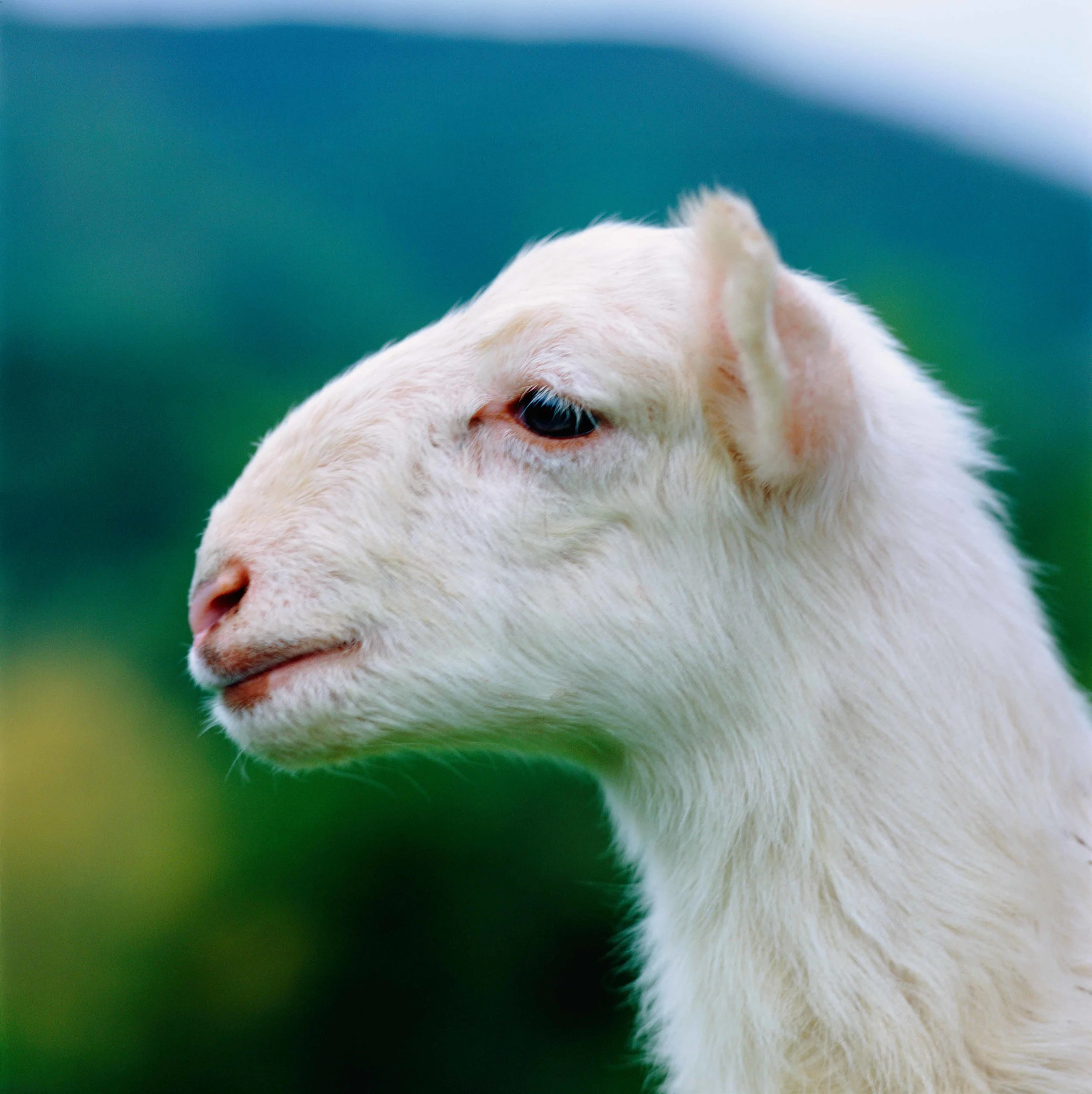lamb-headNW.jpg