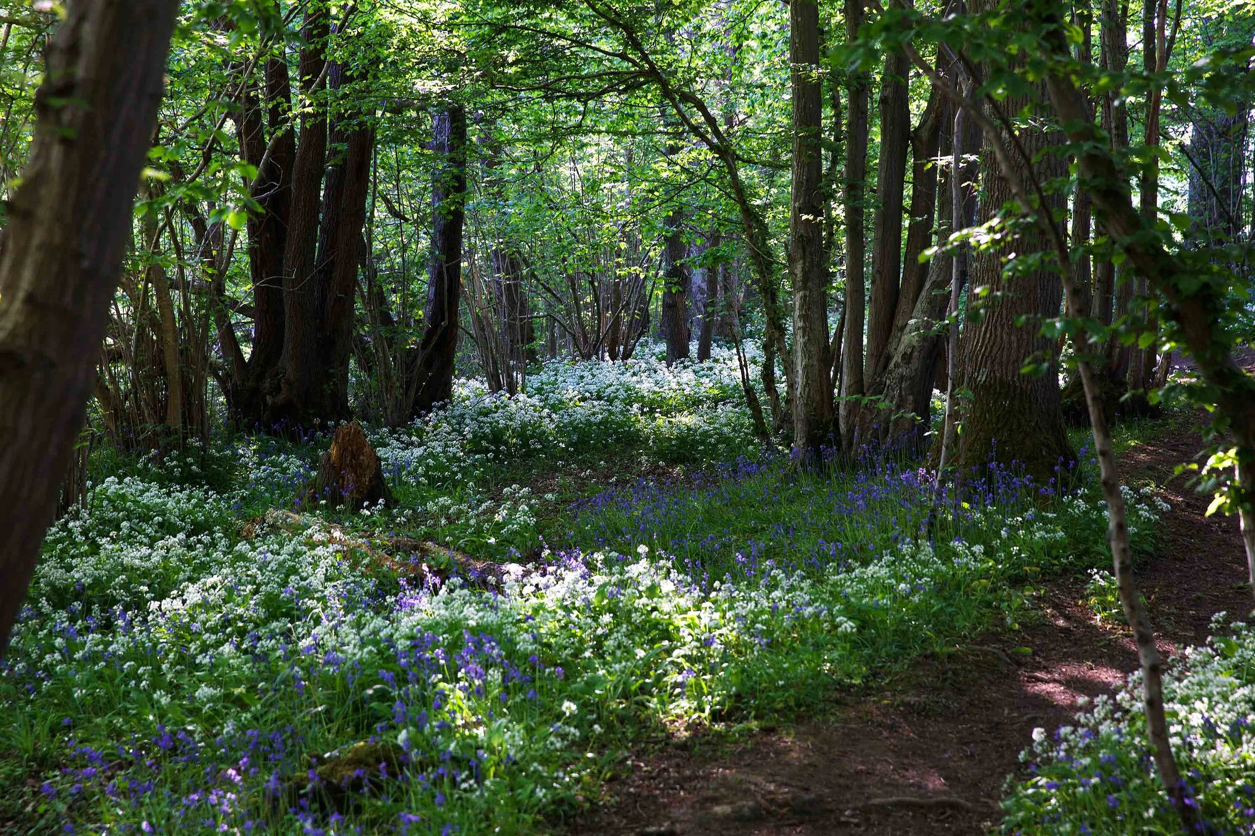 ForagingWildGarlicBlueBellsNW.jpg