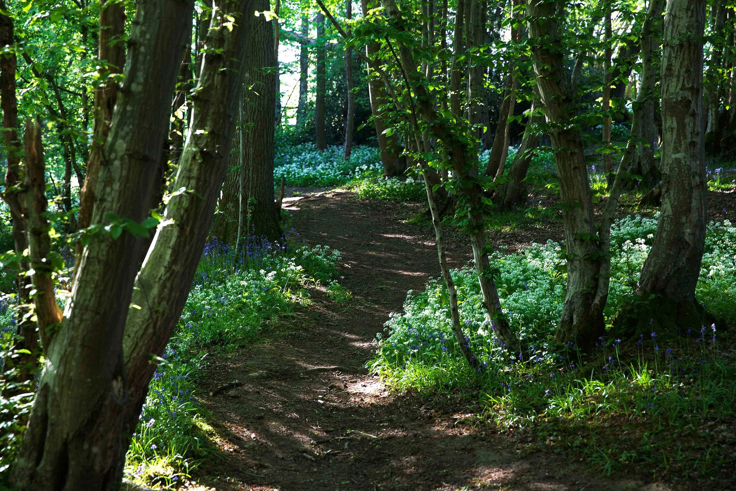 Wild-Garlic_7187PathEditNW.jpg