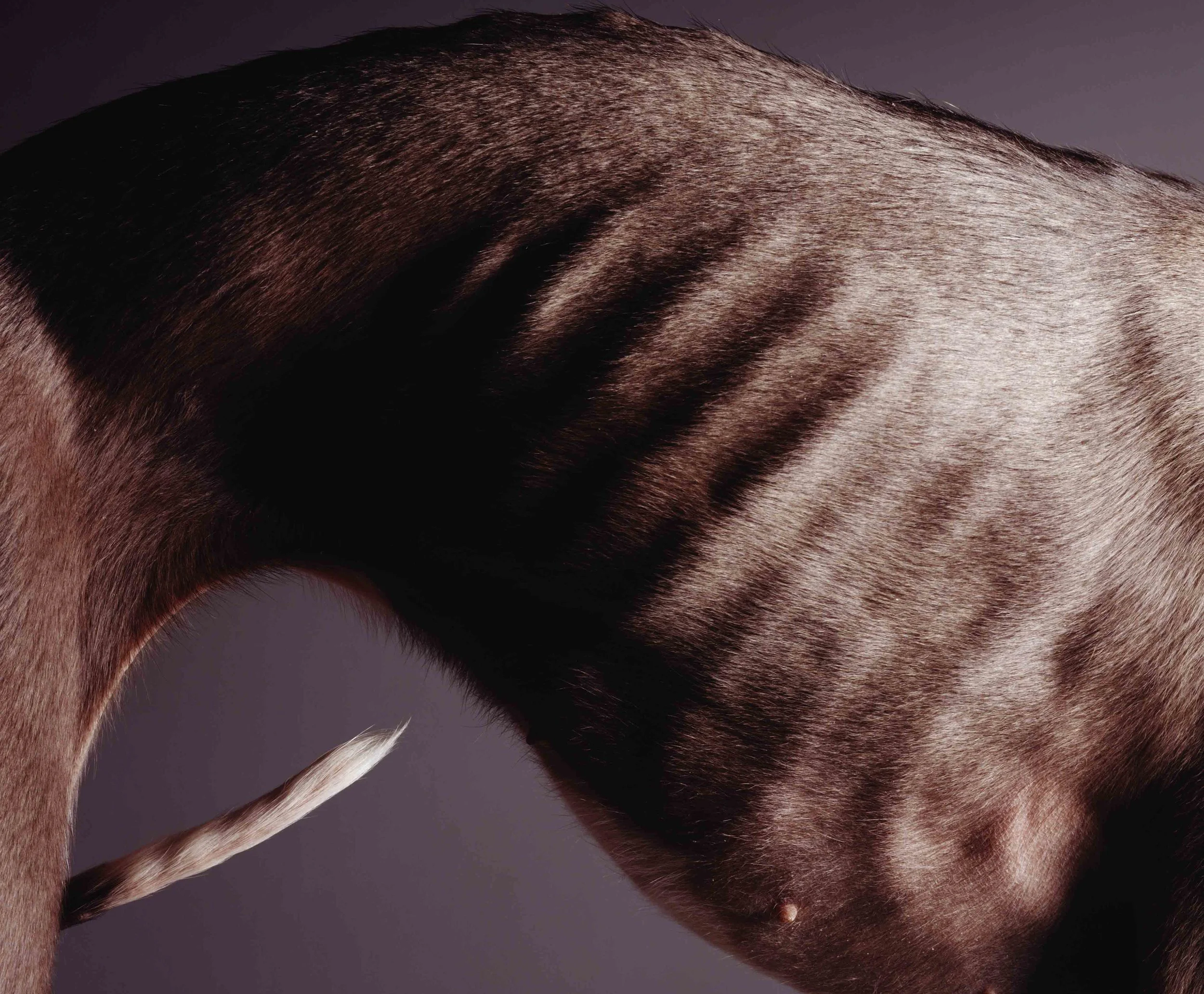 WhippetNW.jpg
