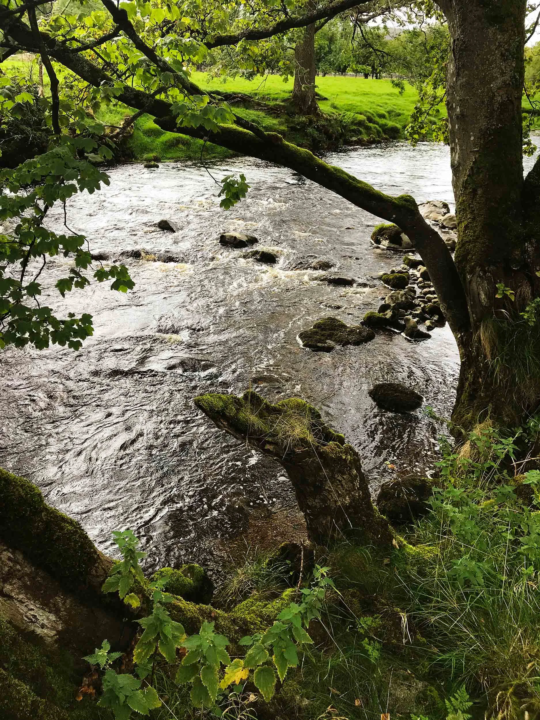 Beautiful salmon river with rich tan water from the peat