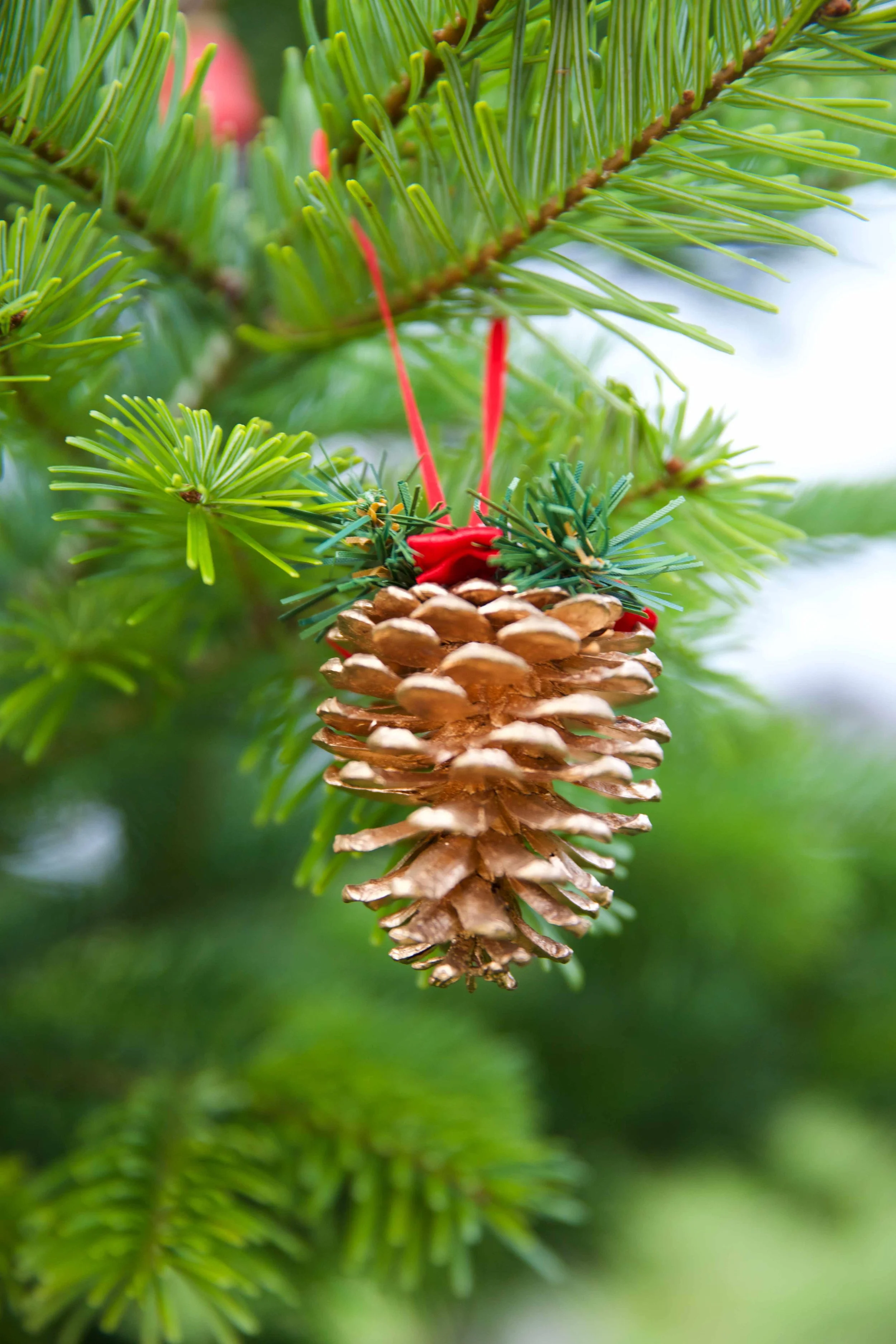 FirConeBaubleWeb_5958.jpg