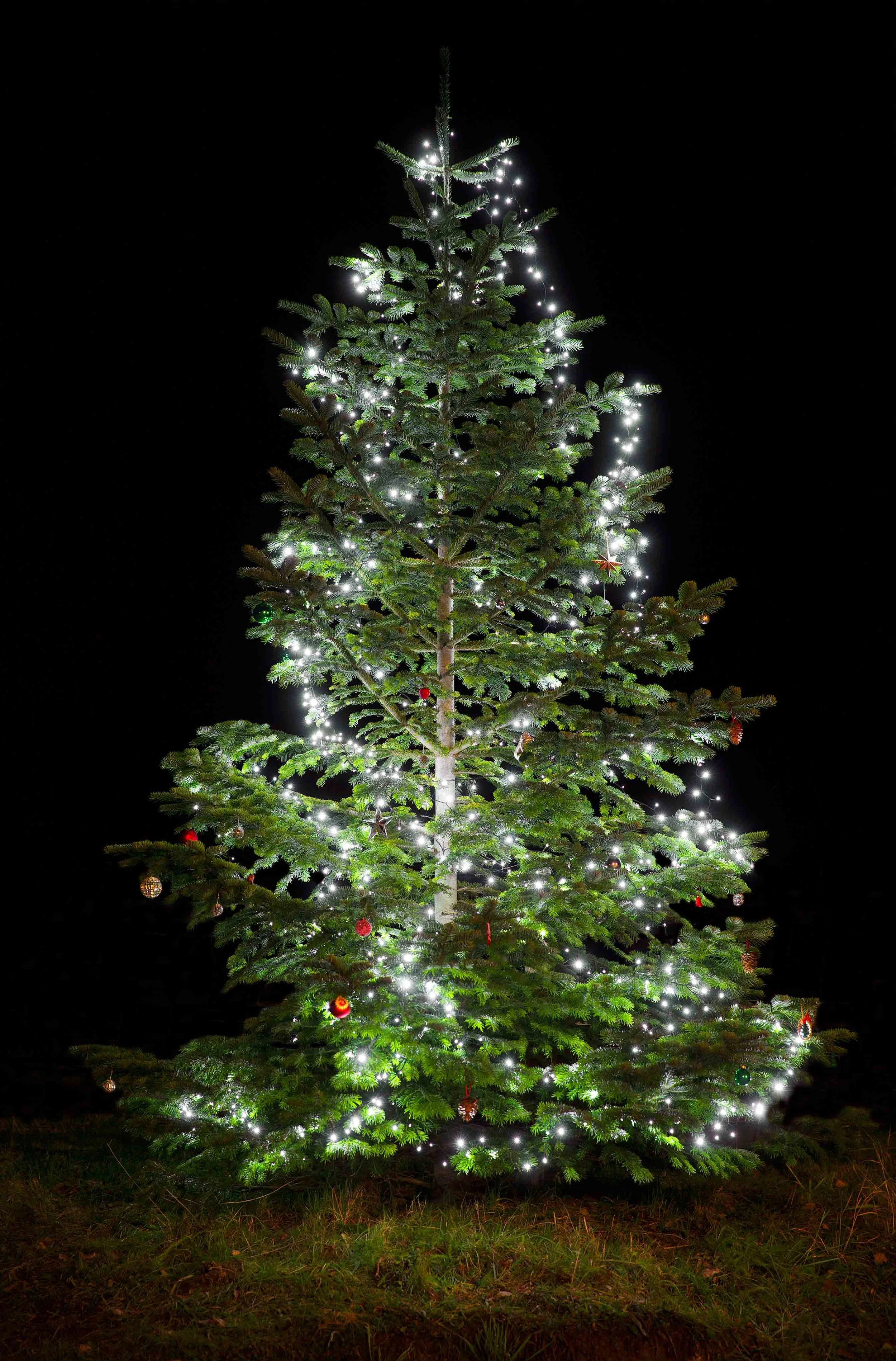 ChristmasTreeEditWEb_6278.jpg