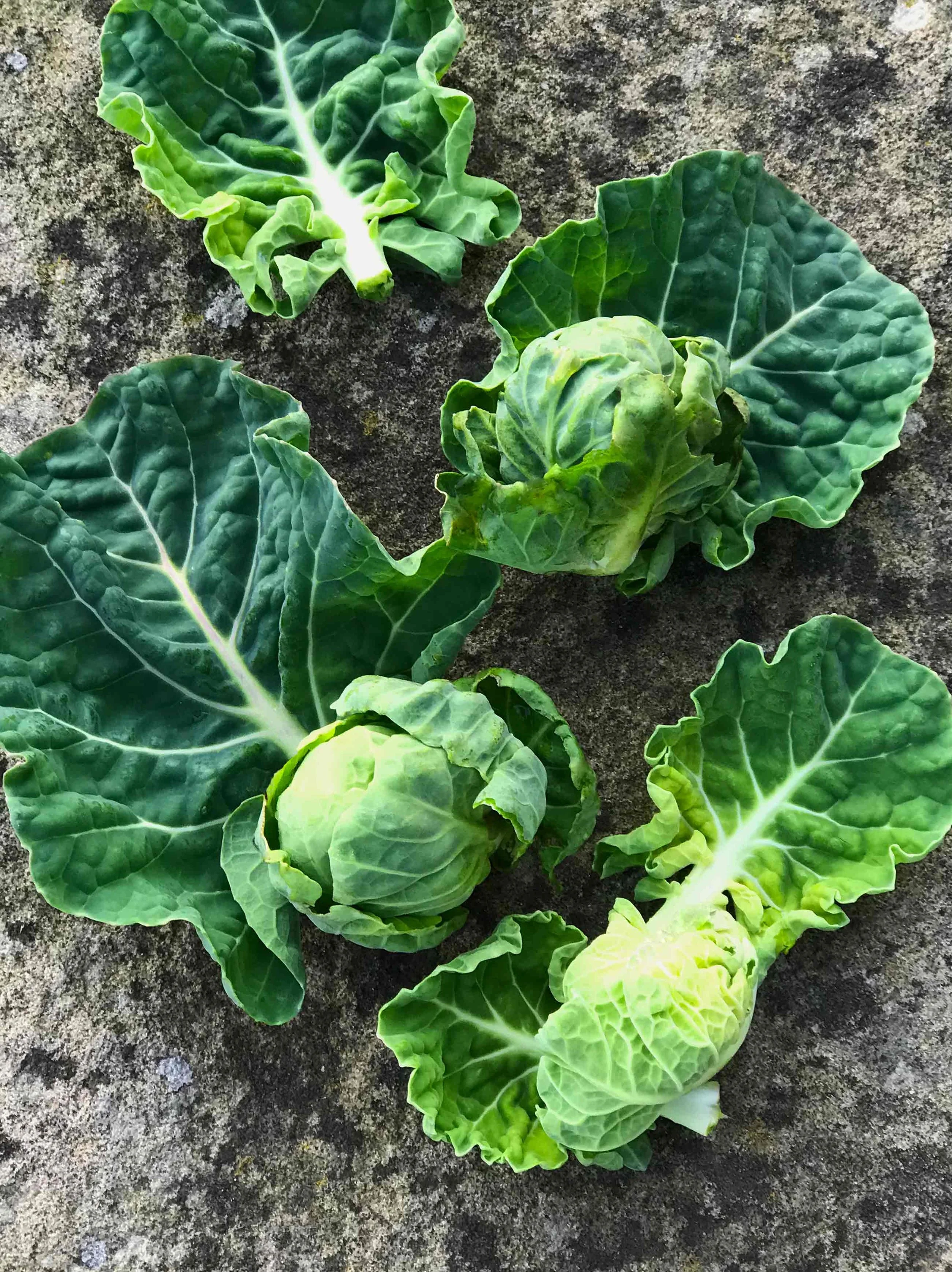 SproutTopsWeb.jpg