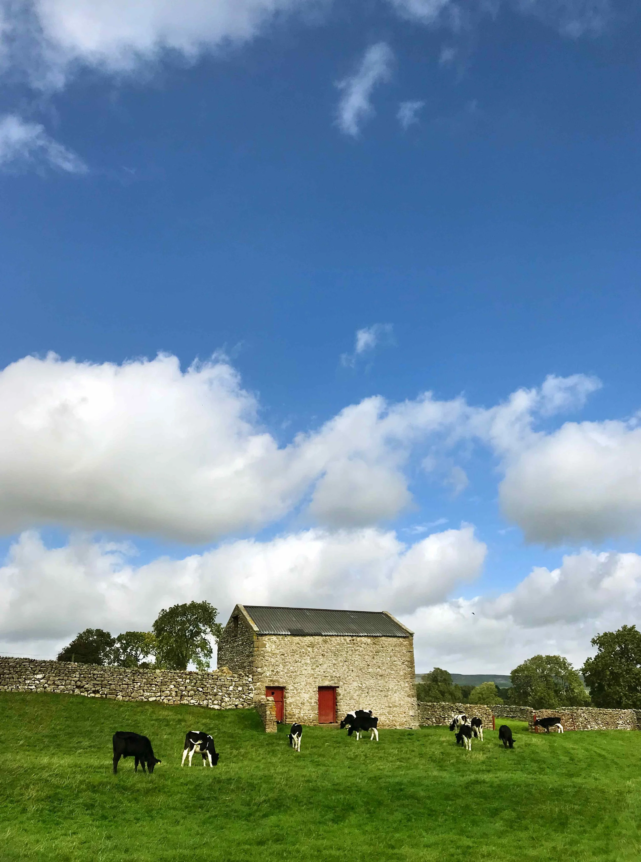 CowsVertical4776Web.jpg