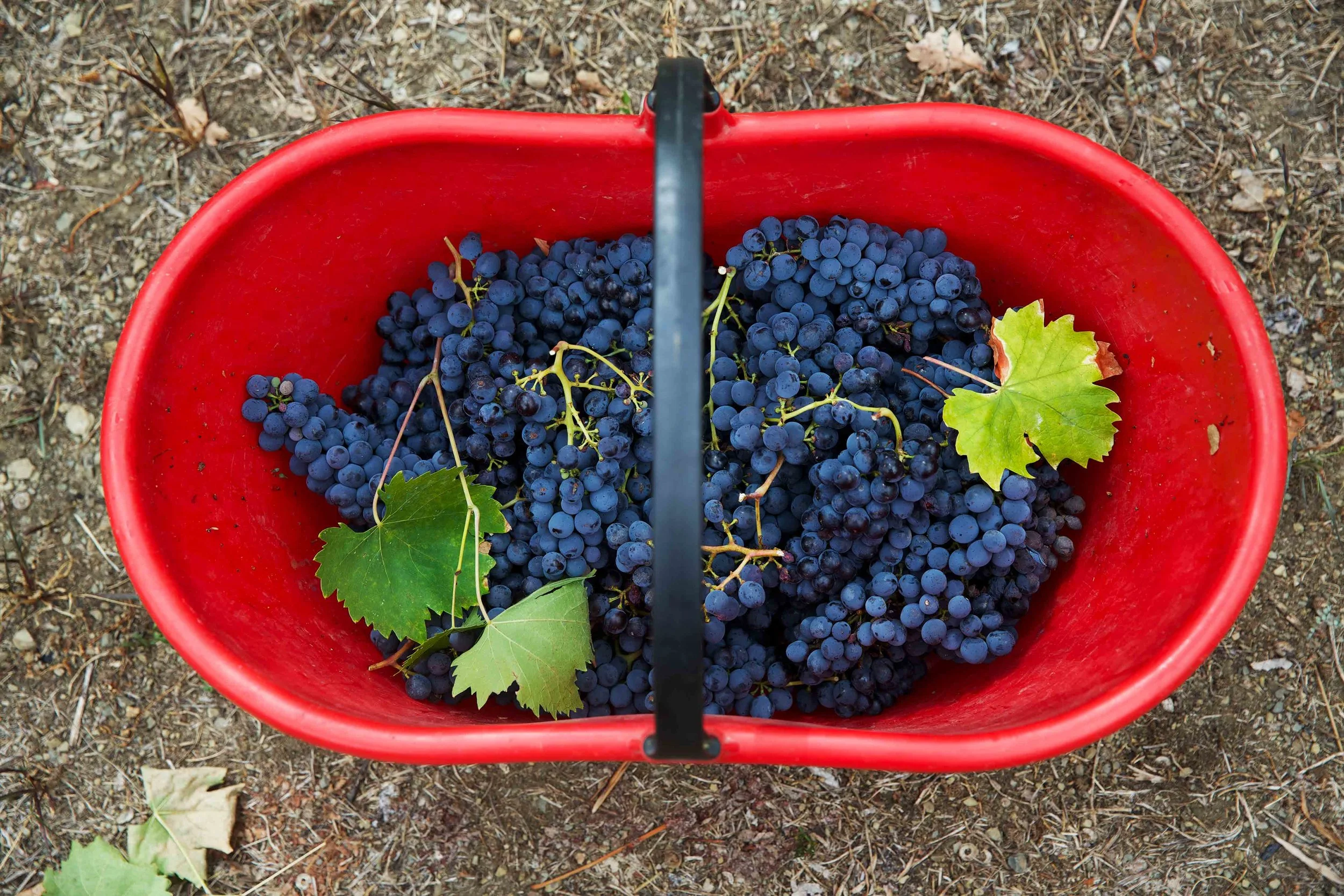 Grape harvest, why over complicate a shot? Simple is often best.
