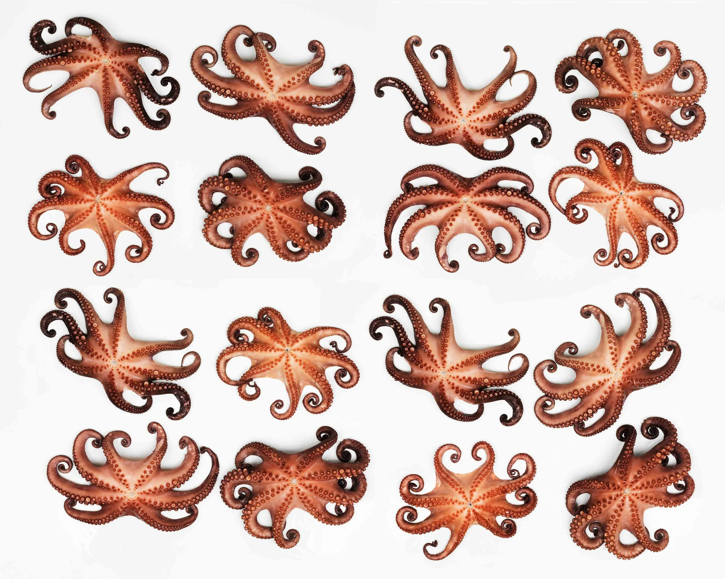 Octopuses_Upsidedown_Web.jpg