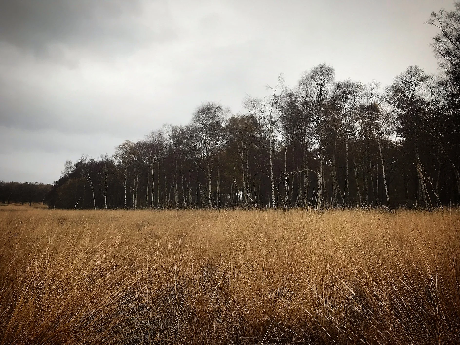Winter Reeds_web.jpg