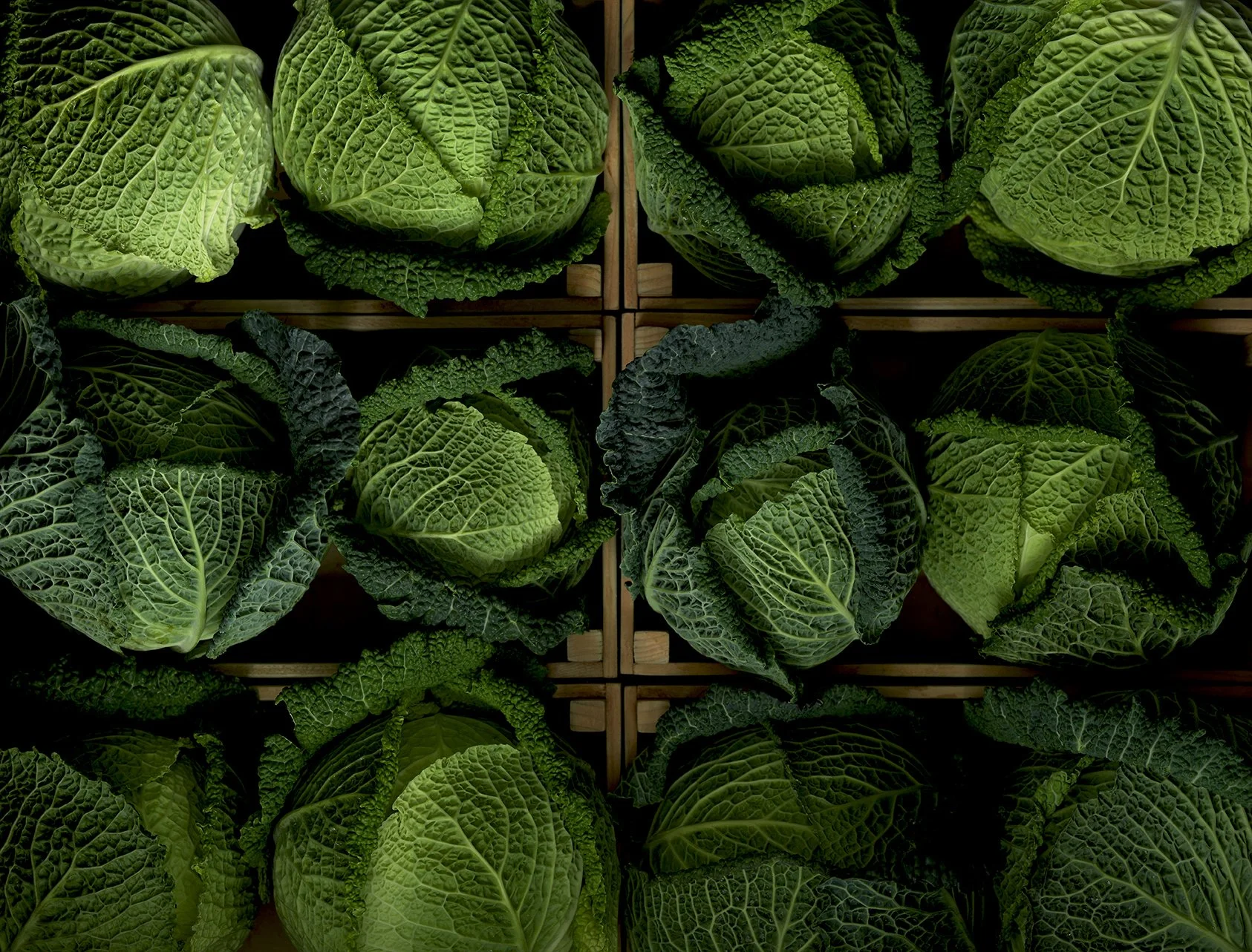 Fresh Cabbages