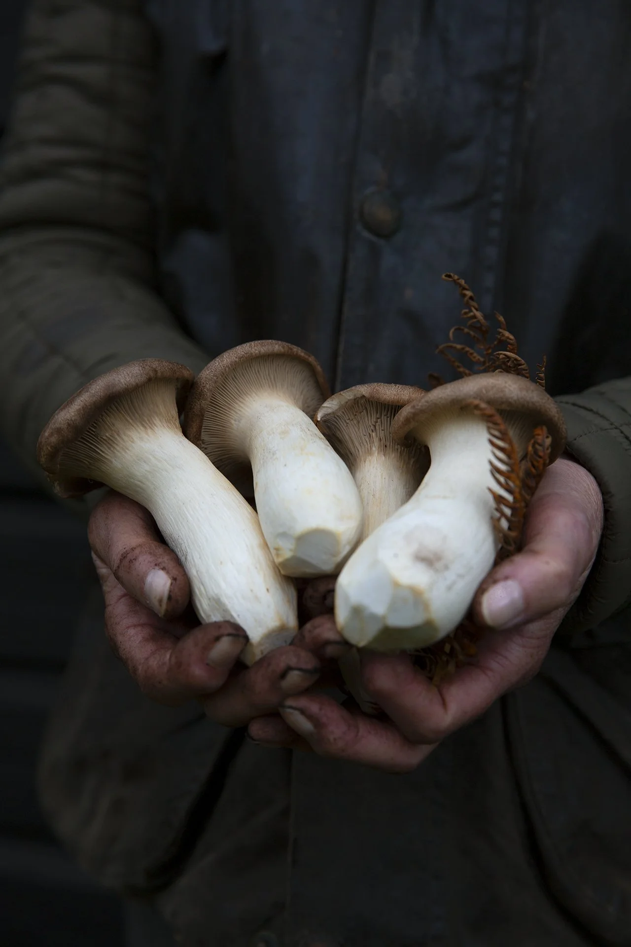 Mushroom_DirtyHands_BrighterWarm_Fav_967_web.jpg