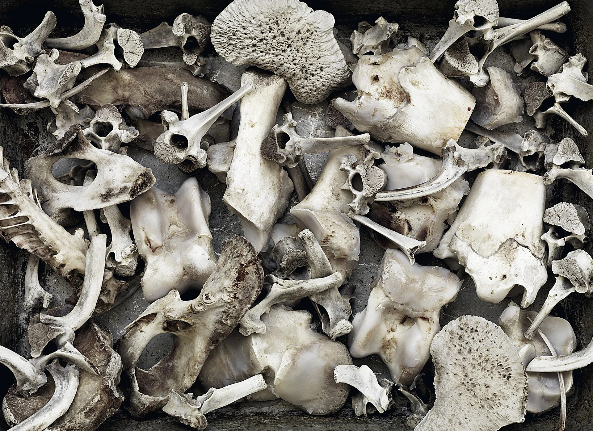 Bones_StillLife_edit_web.jpg