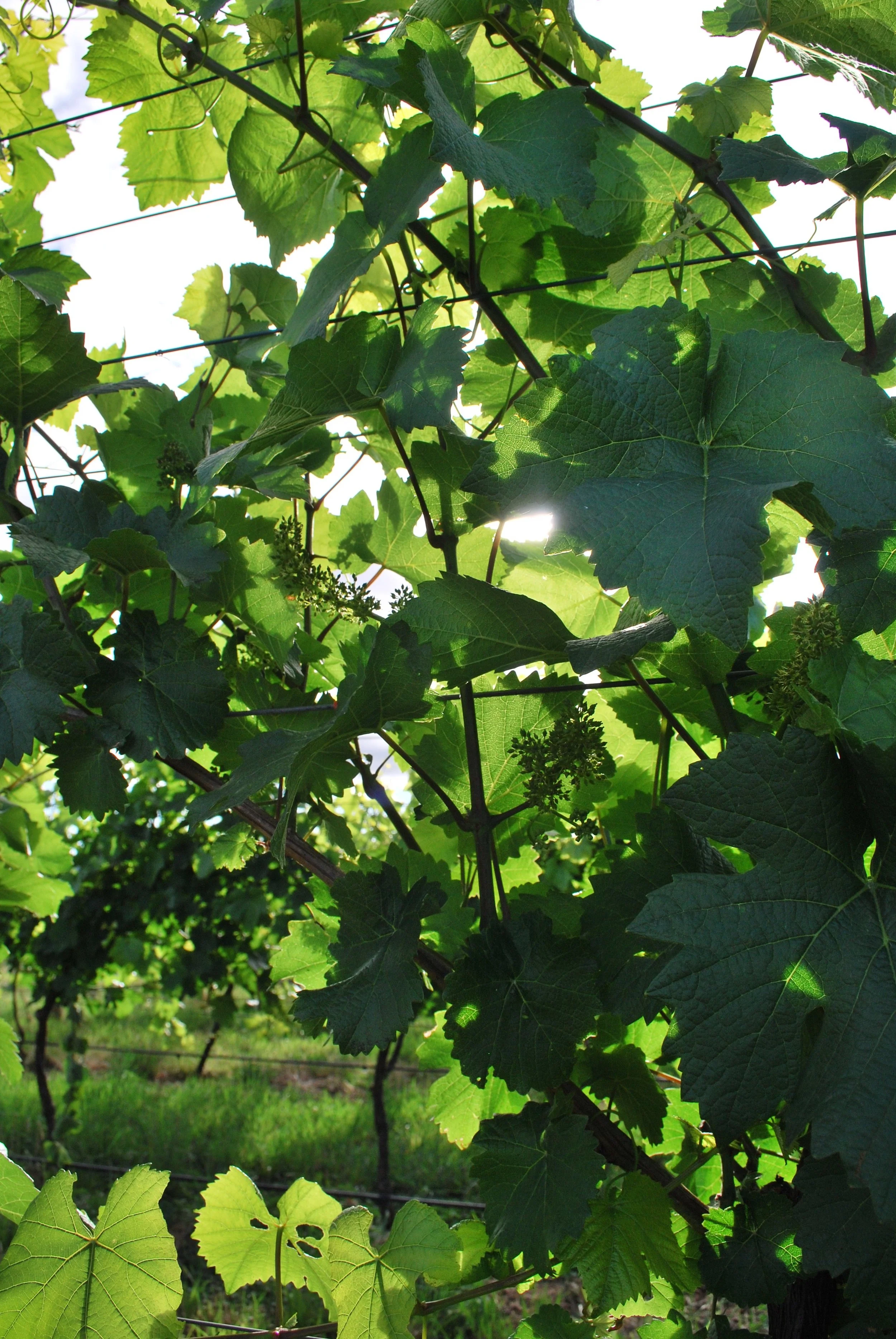 THE CELESTE VINEYARD