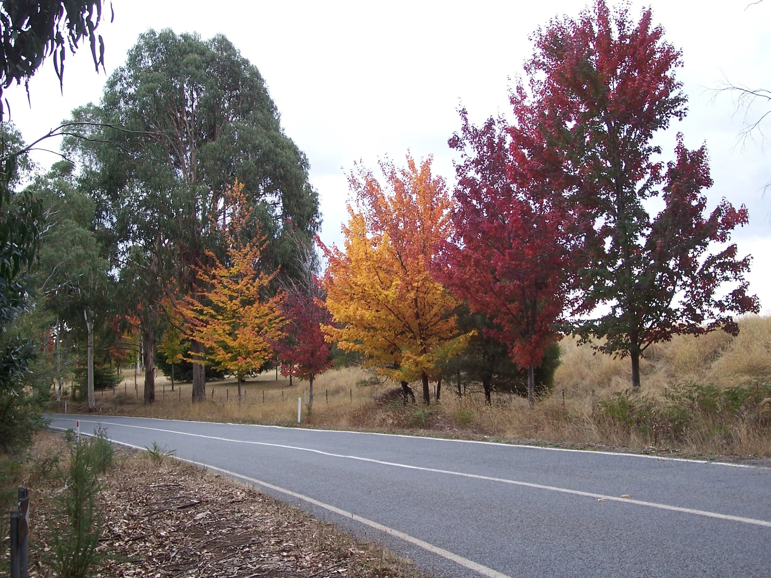 Autumn colour