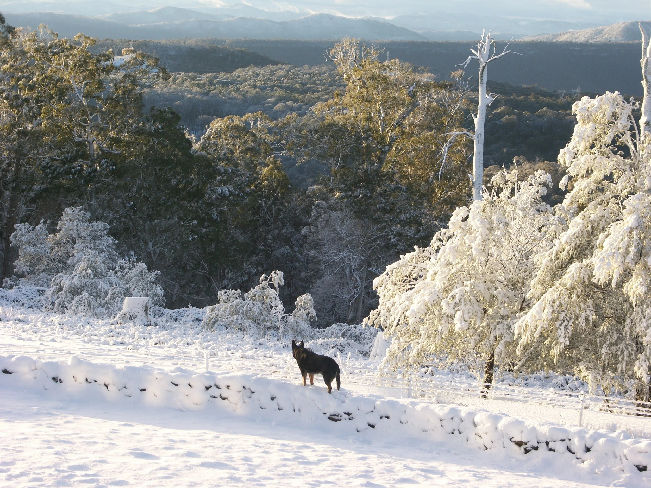 Winter wonderland