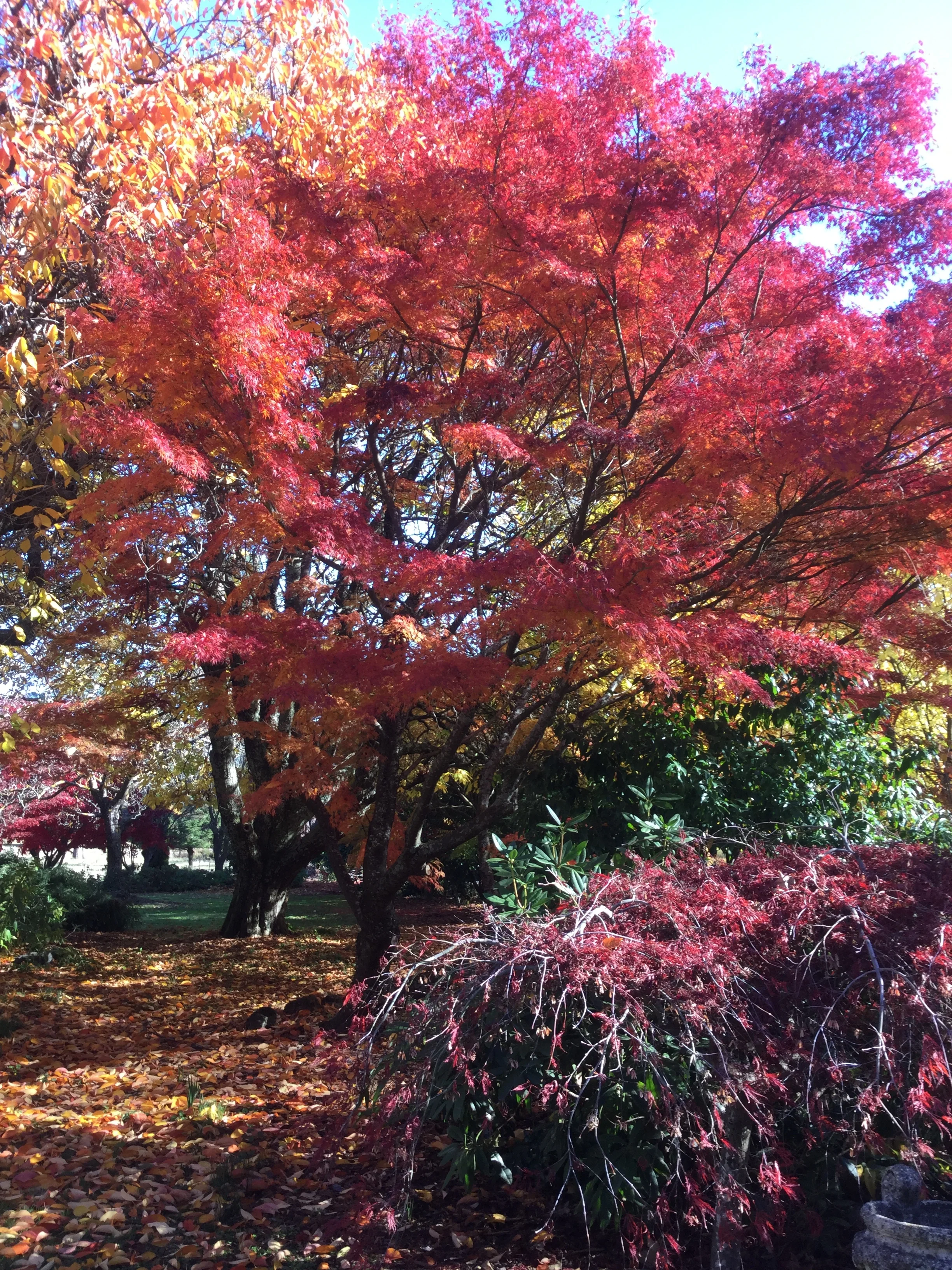 Crouchers garden in shades of red
