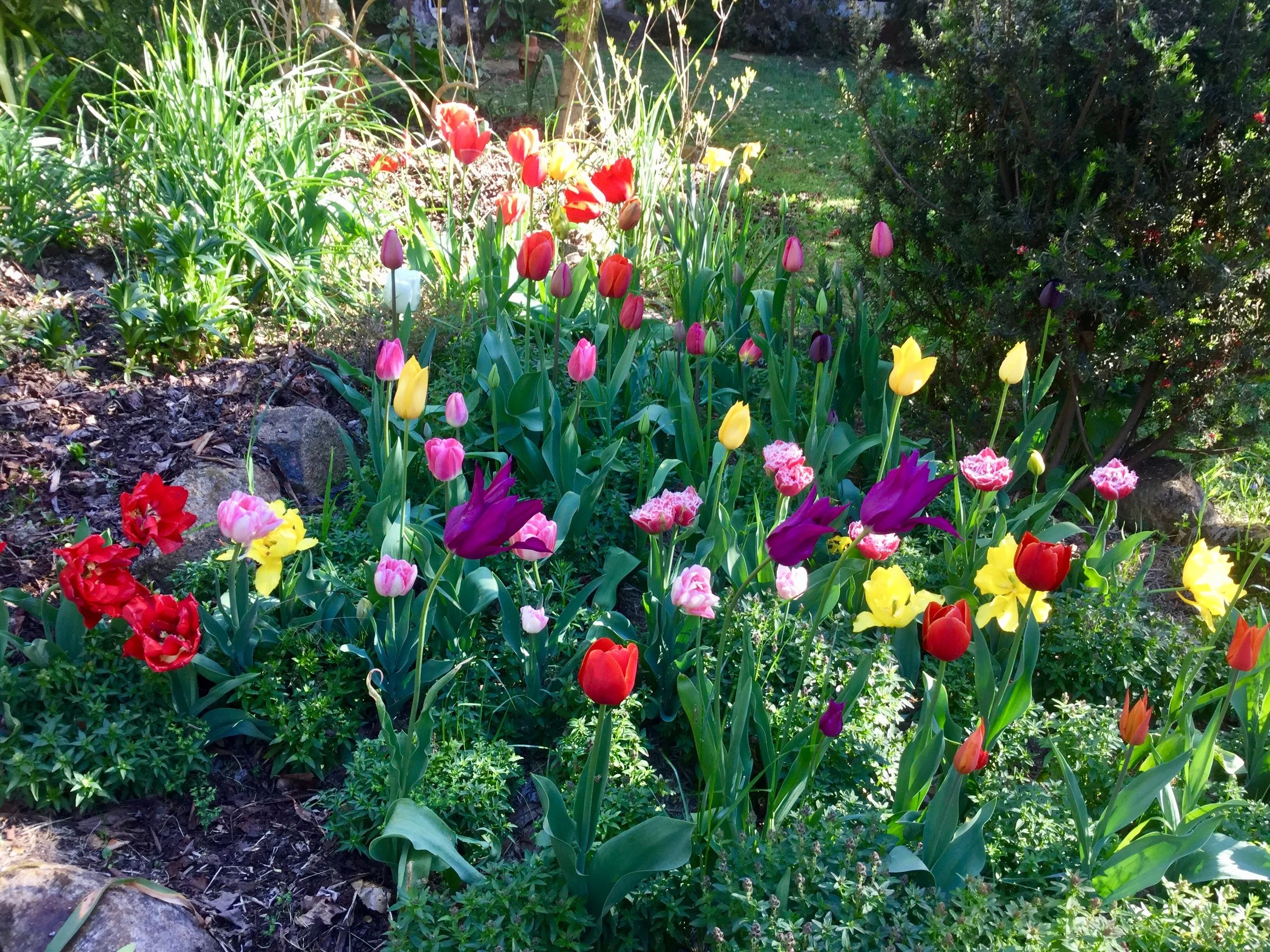 A spring garden at the Crouchers