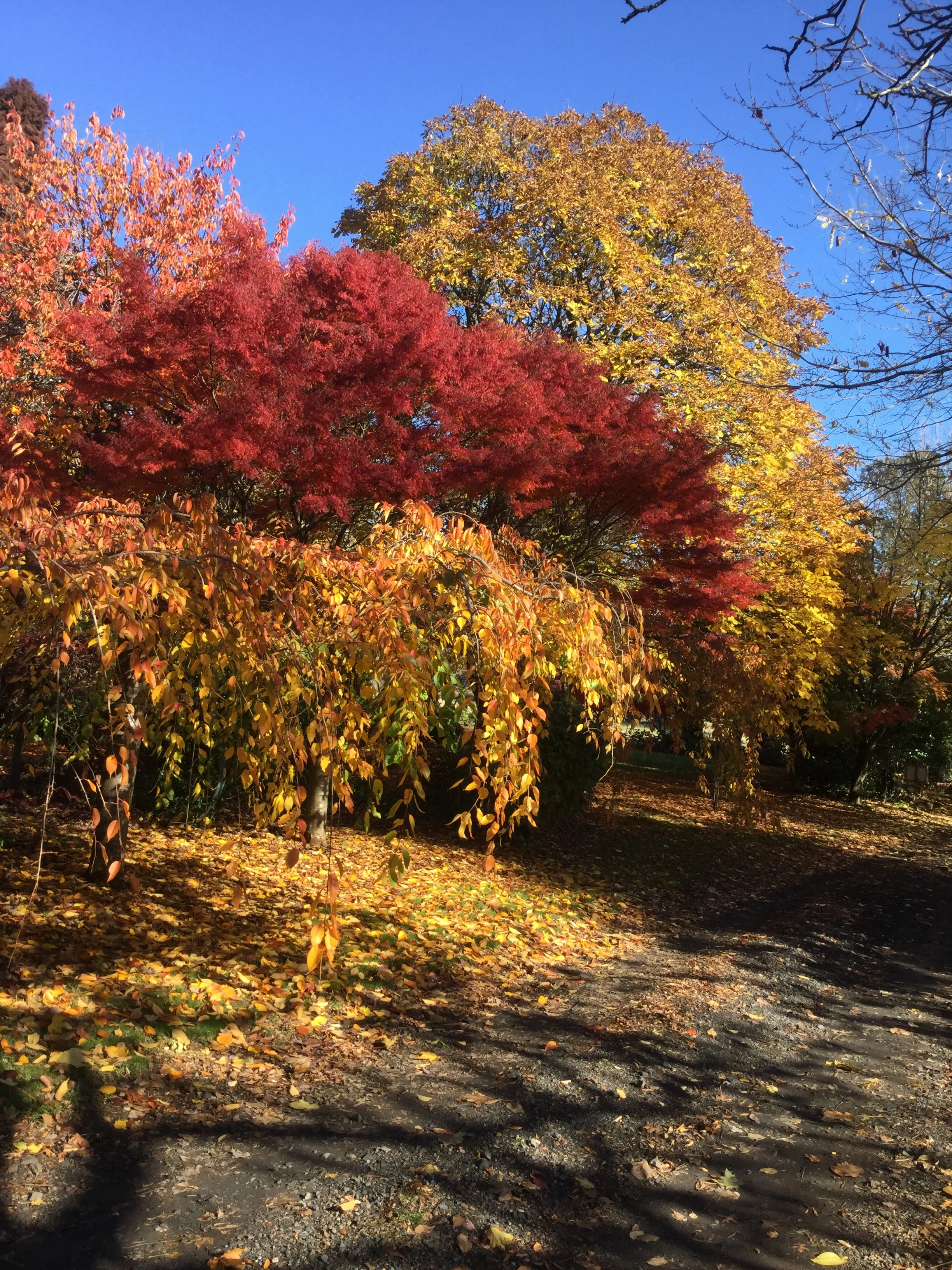 Reds and yellows in the Crouchers garden