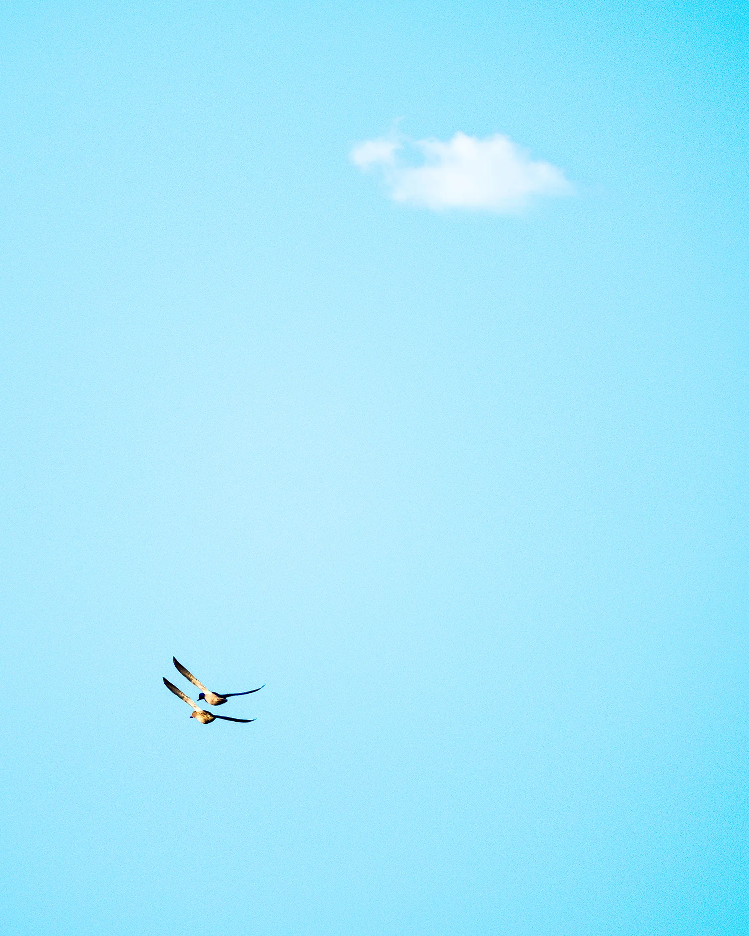 X-T2 + XF100-400mmF4.5-5.6 R LM OIS WR @ ISO 250, 400mm, f/5.6, 1/2000s