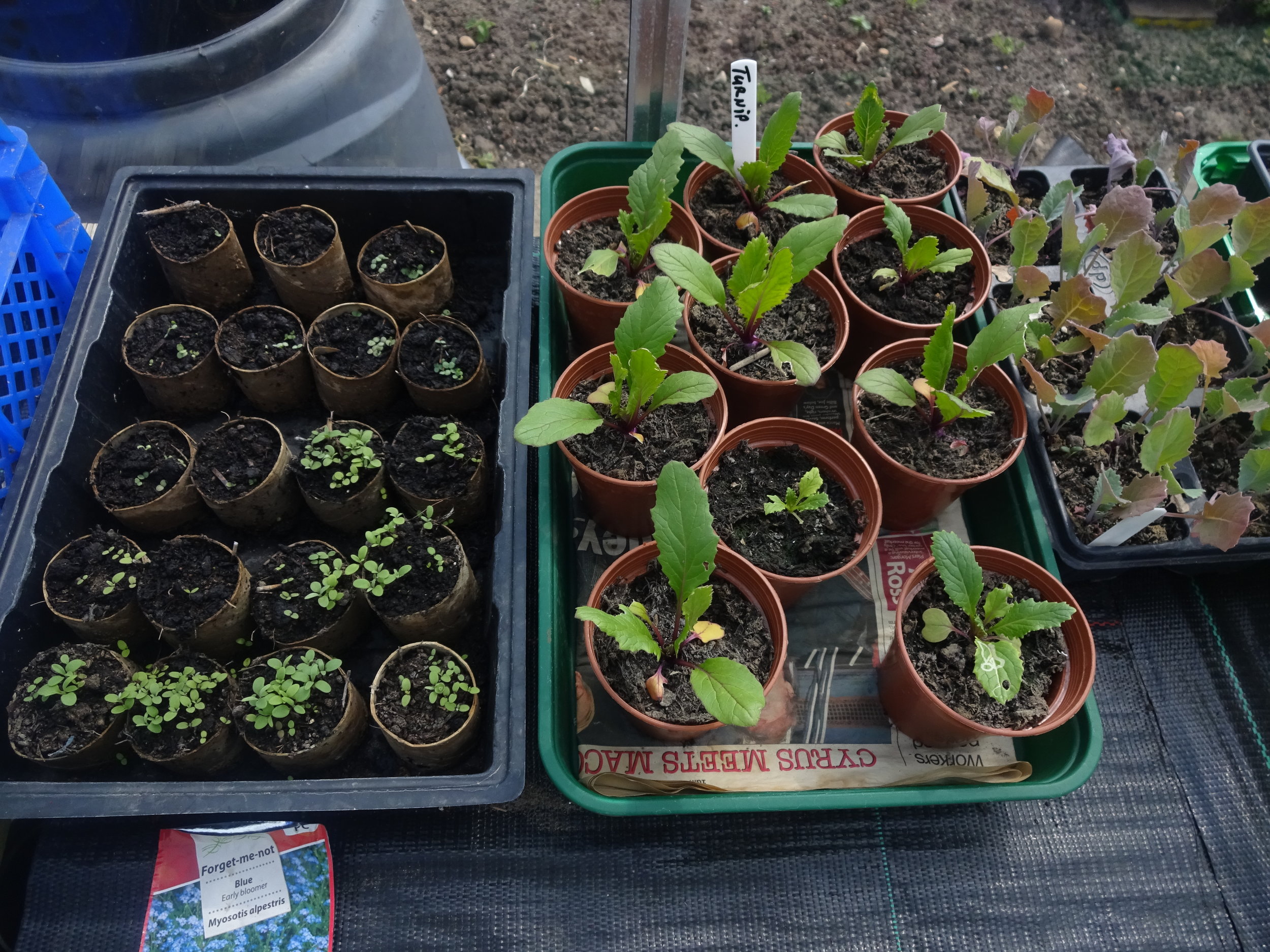 Trays of new shoots