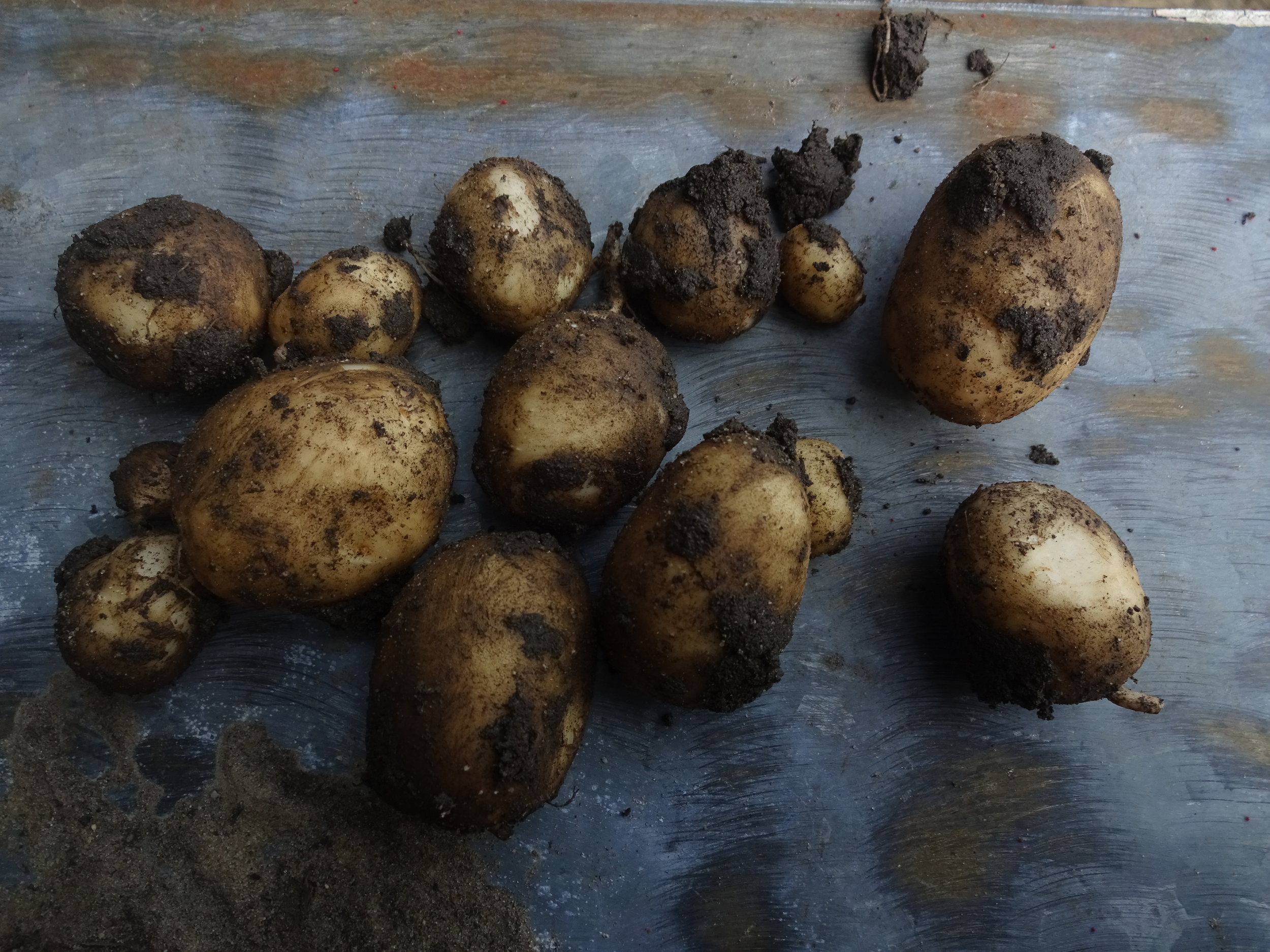 Our first new potatoes