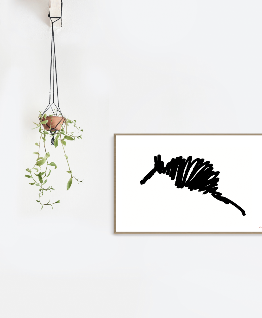 Armadillo