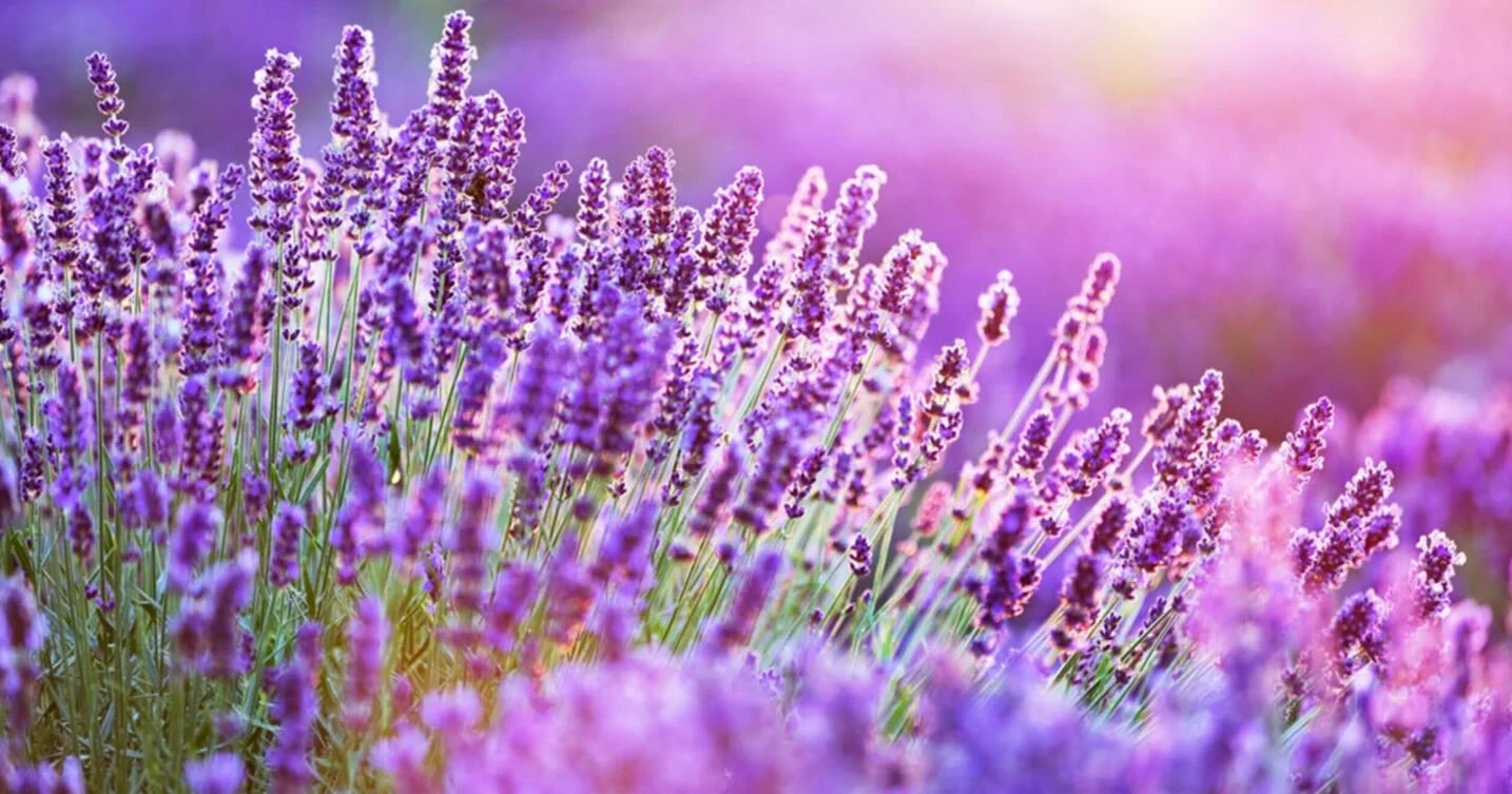 Lavendar.JPG