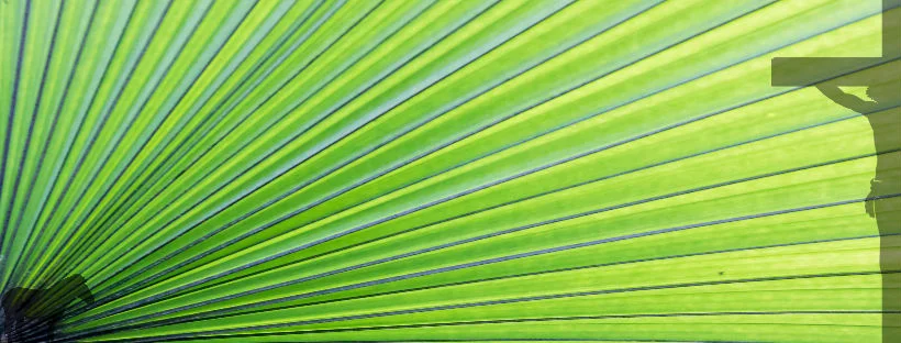 Remember the Fig Tree: the purpose of fig trees and the purpose of worship sites.