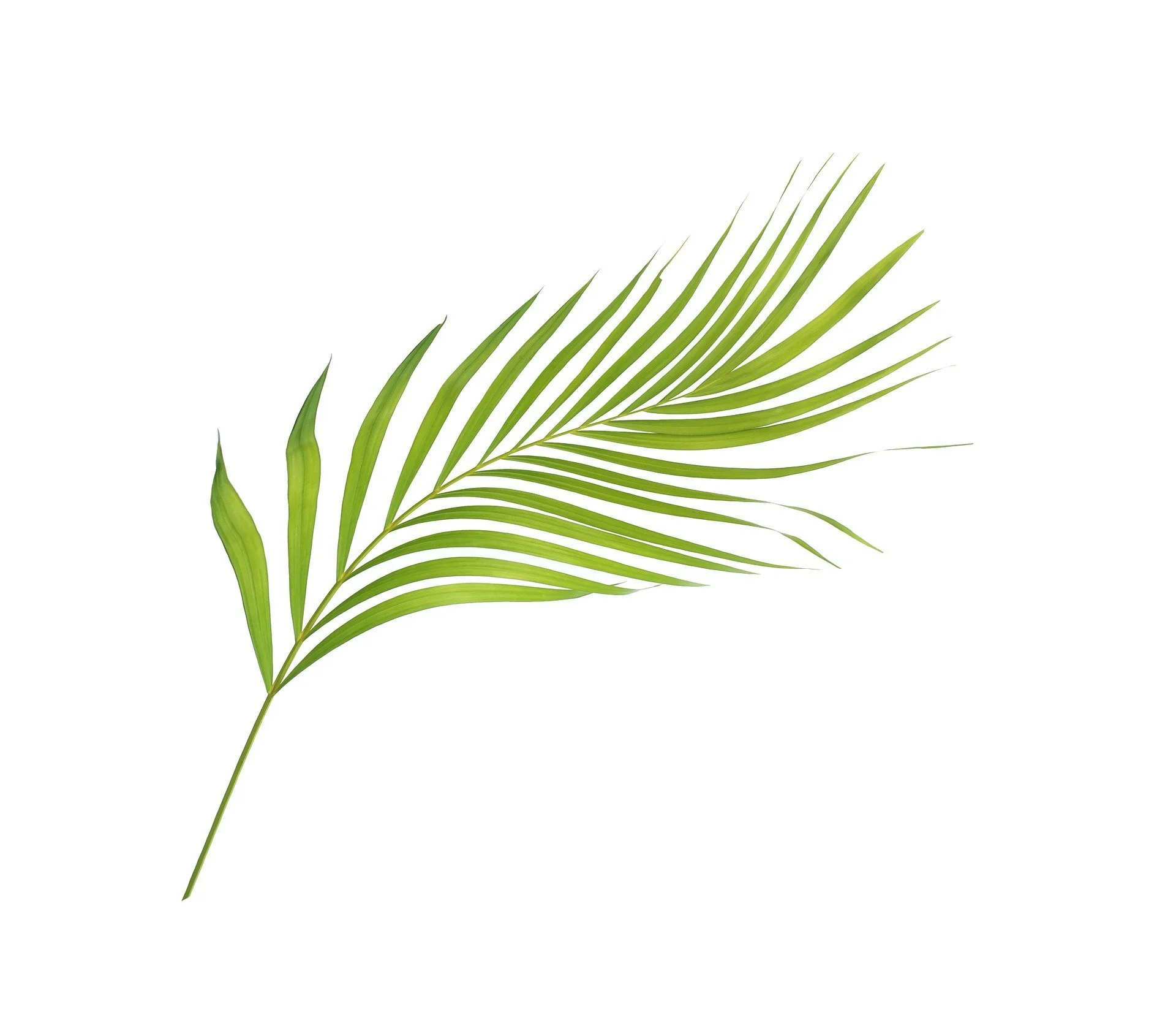 Palm Sunday/Passion Sunday