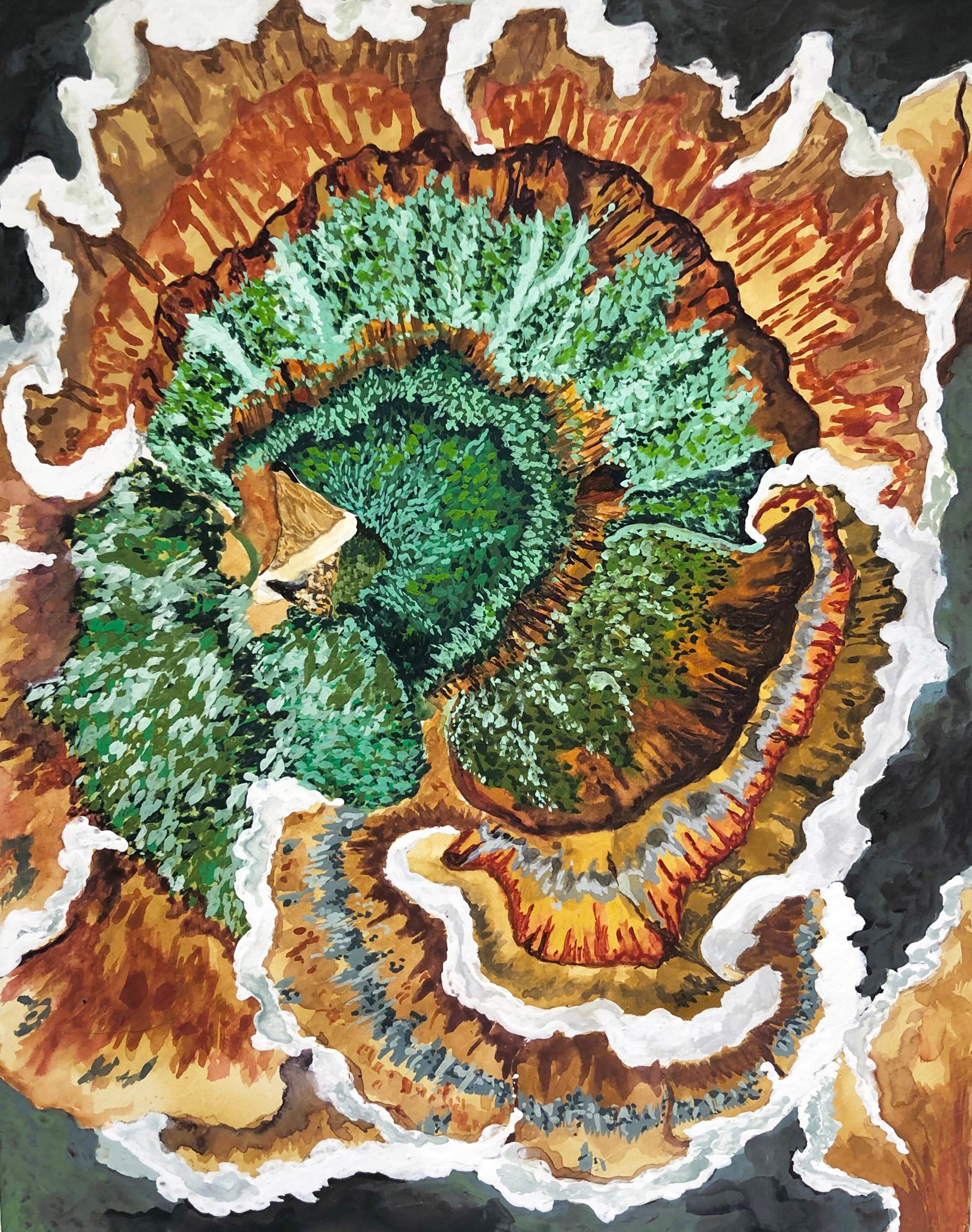 Turkey Tail Mushroom