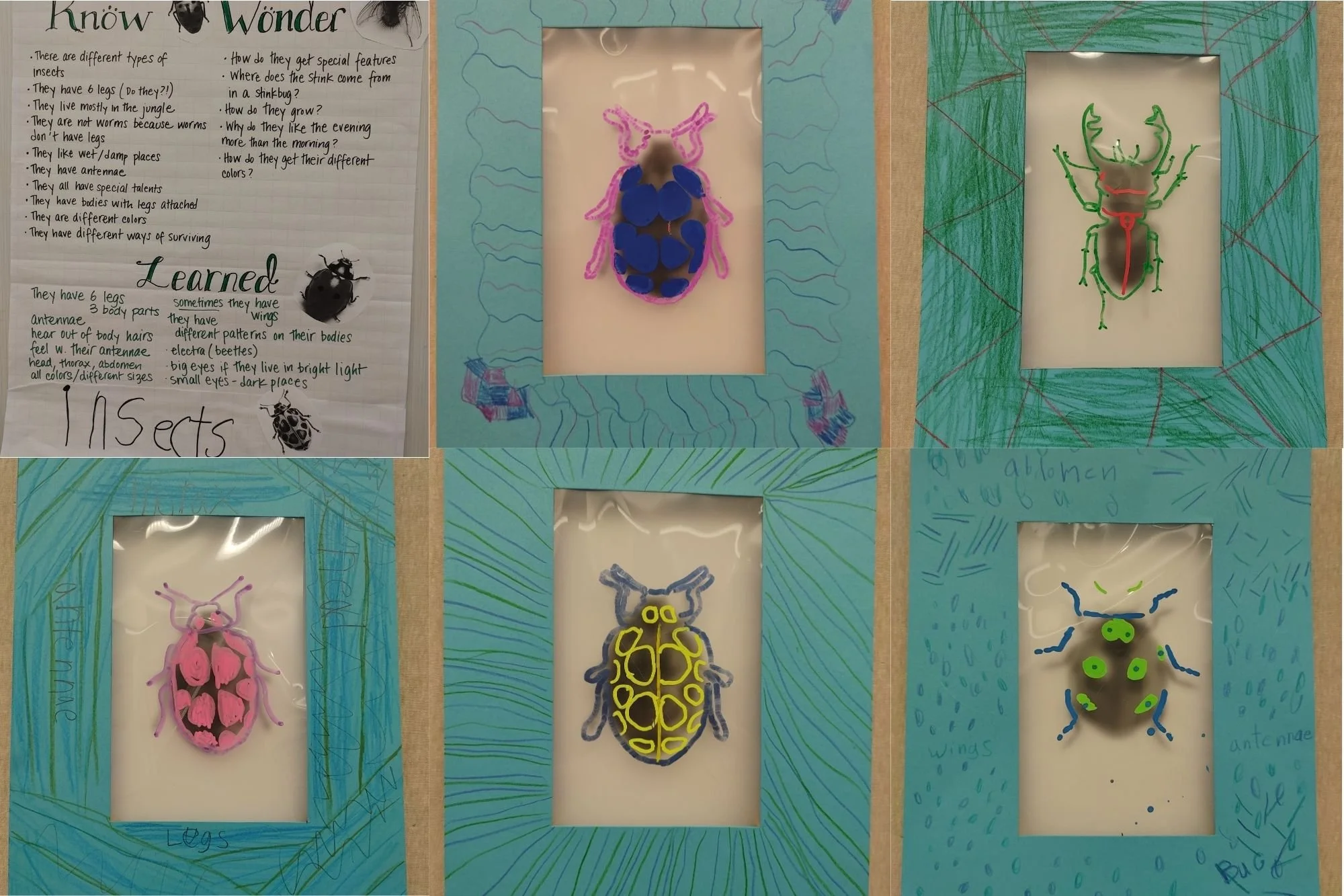 Student Collect Insects Know, Wonder, Learn: A Study of Insects — Friends School of Portland