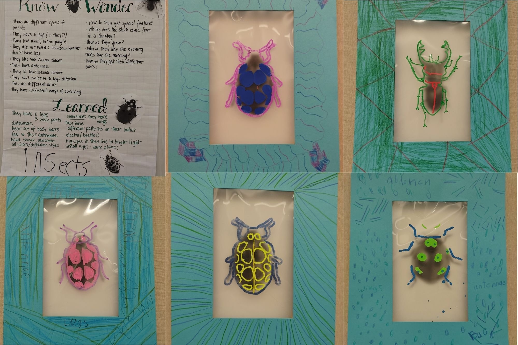 Know, Wonder, Learn: A Study of Insects — Friends School of Portland