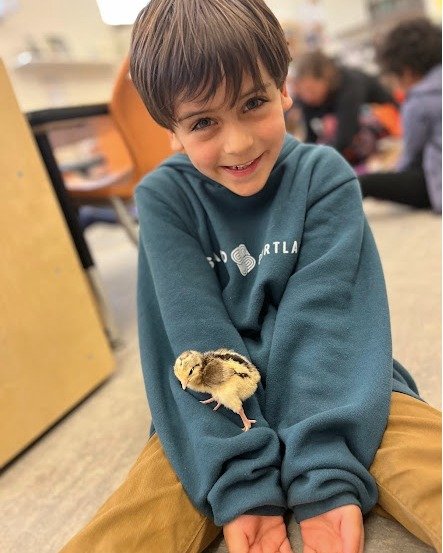 FSP kindergarten students are proud to introduce this year's chicks:  Blazey, Pickle, Rose, Graham Cracker, Pika, and Fred. 

Children entered the kindergarten room last Monday morning to discover that hatch day had finally arrived.  After watching, 