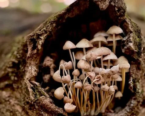 We were excited to see that our neighbors at @falmouthlandtrust  still have spaces available in the upcoming Mushroom ID walk with @northsporemushrooms .  FSP friends and families, this is a fun way to check out the neighboring Land Trust property --