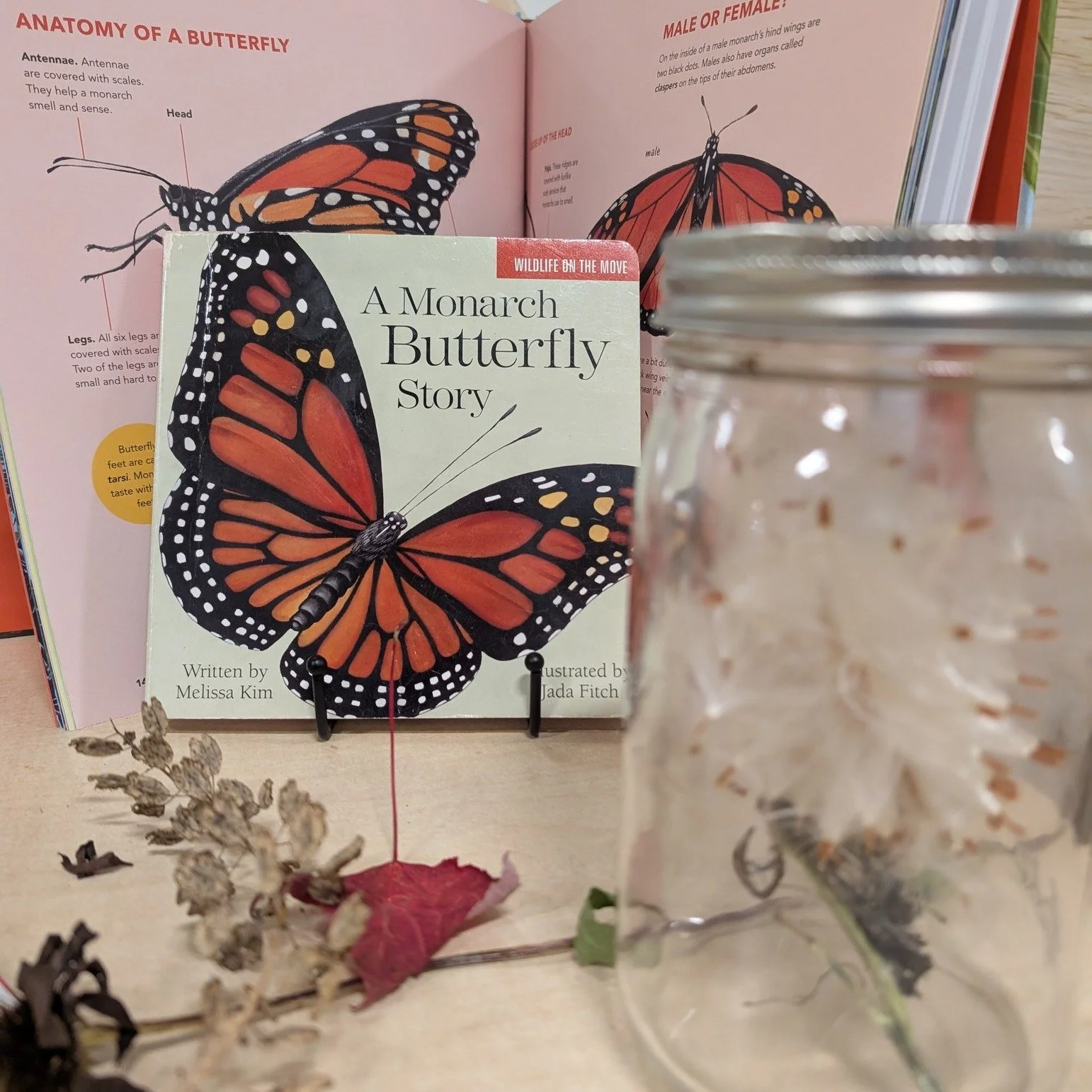 Join us this Wednesday for the last Friends by the Forest of the season.  Kindergarten Assistant Teacher Robin will read a few of her favorite books... including stories of monarchs!  We've noticed a lot of munching on milkweed in the gardens at FSP.