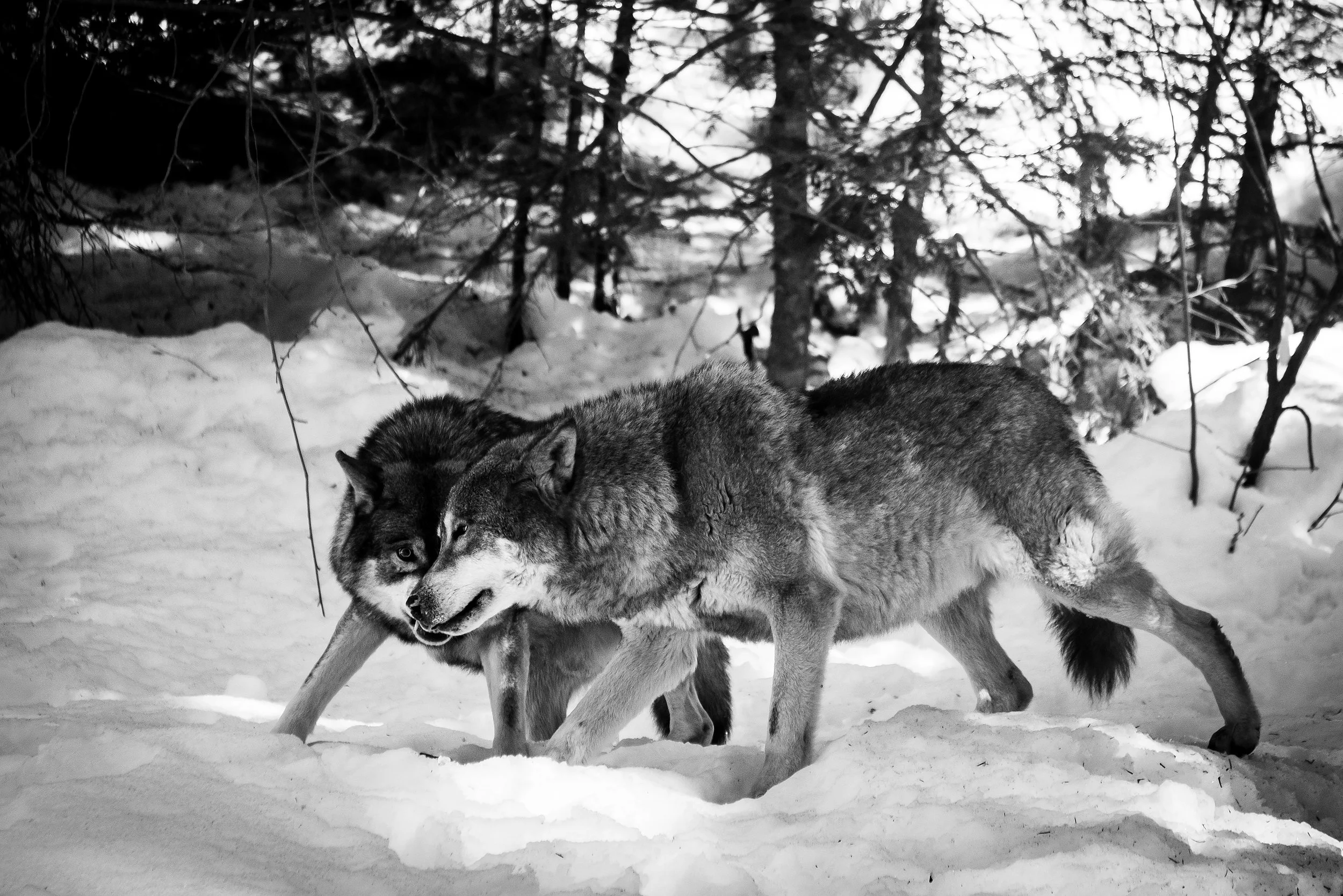 Photo by Guillaume Archambault